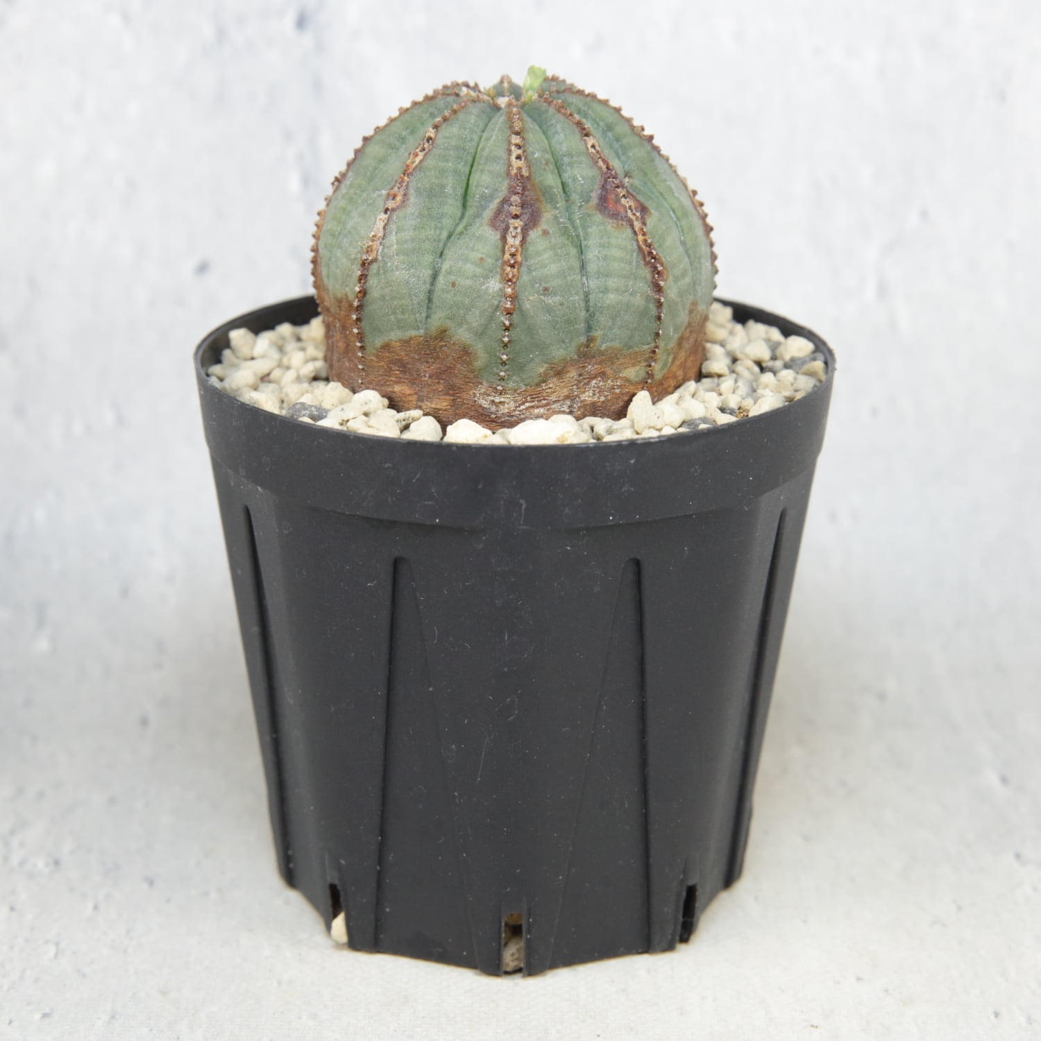 オベサ　コレクション株　まん丸　美型　木質化 美模様 木質化 まん丸 オベサ / ユーフォルビア | LIGHTHOUSE.PLANTS