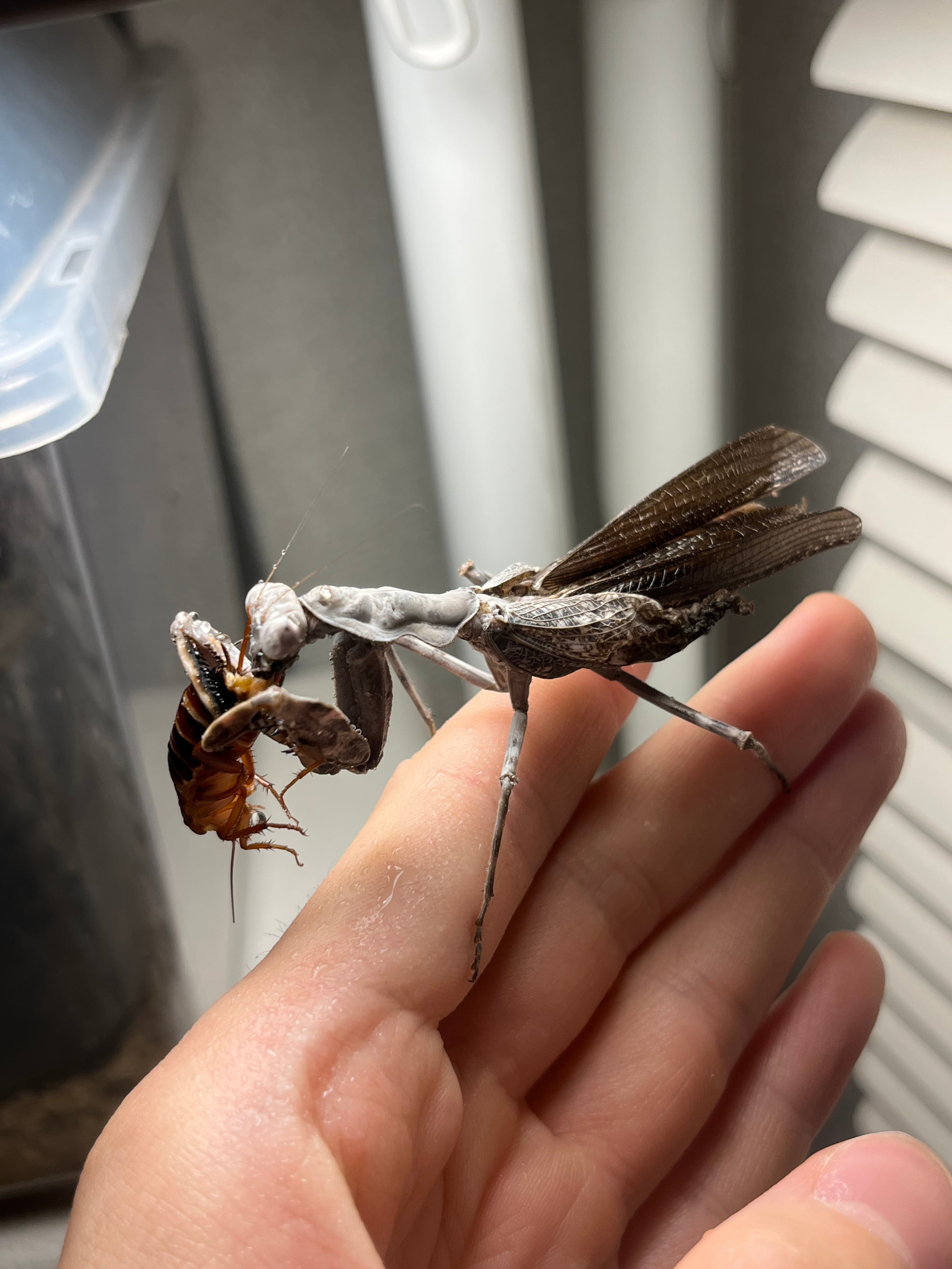 洋書　MANTODEA カマキリ 洋書 MANTODEA カマキリ 洋書 MANTODEA カマキリ 洋書 MANTODEA