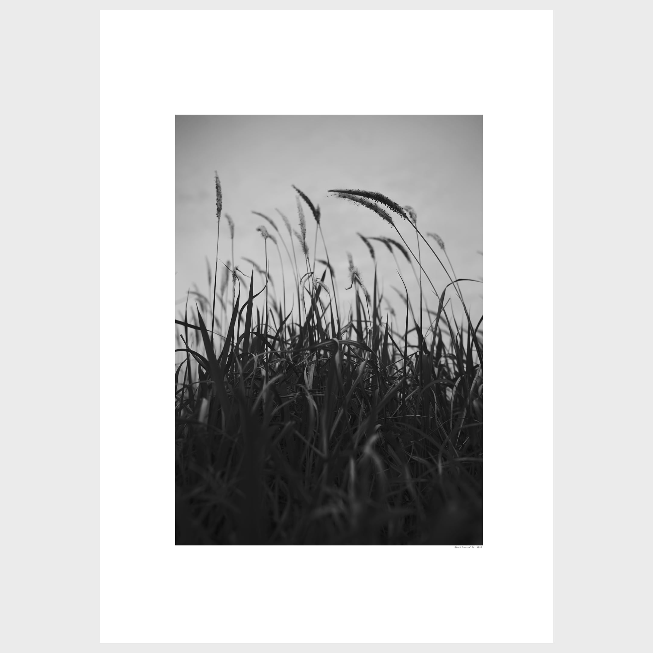 "Silent Breeze" 静かな風