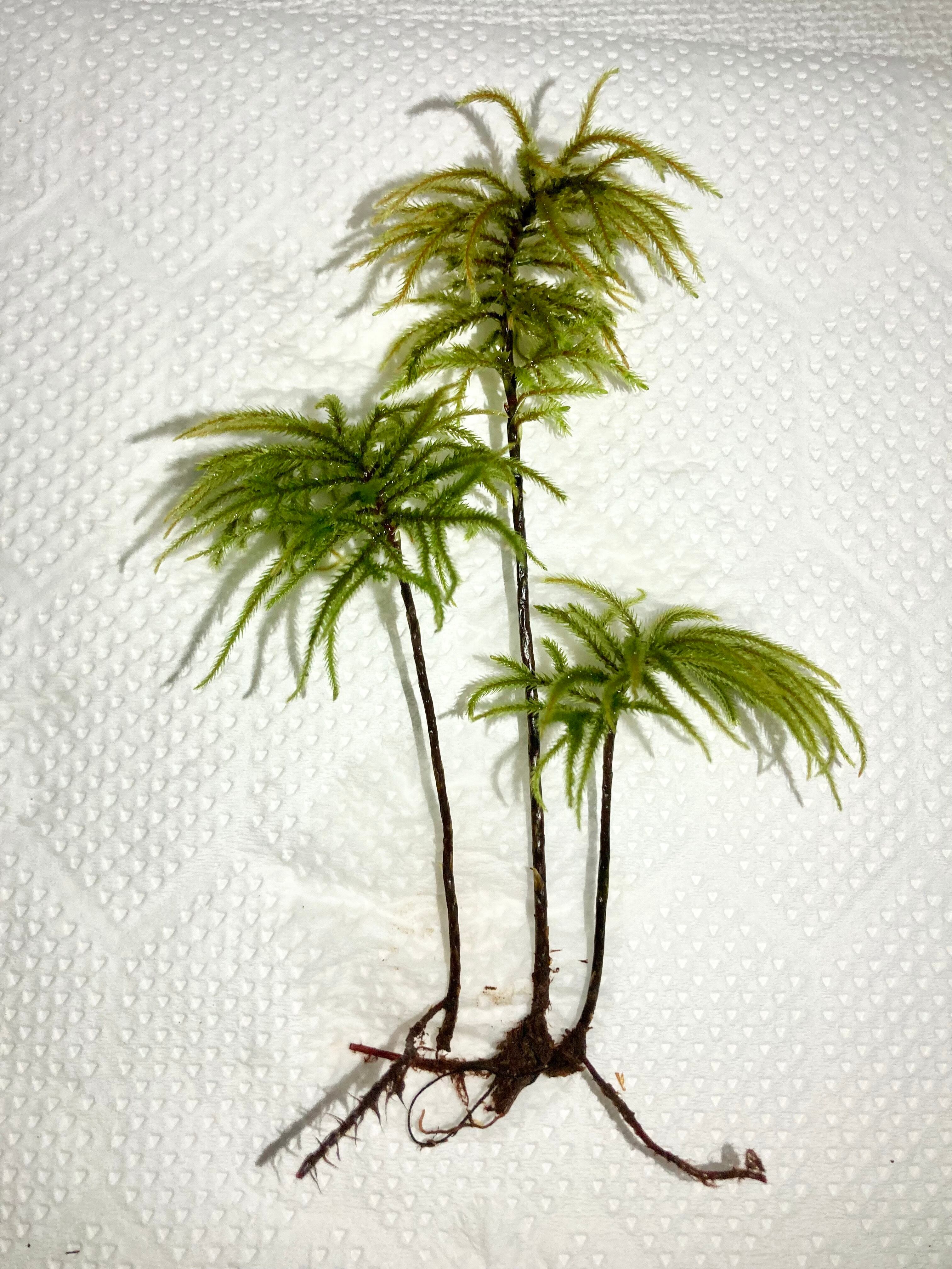 コウヤノマンネングサ 3本 高野の苔ファーム