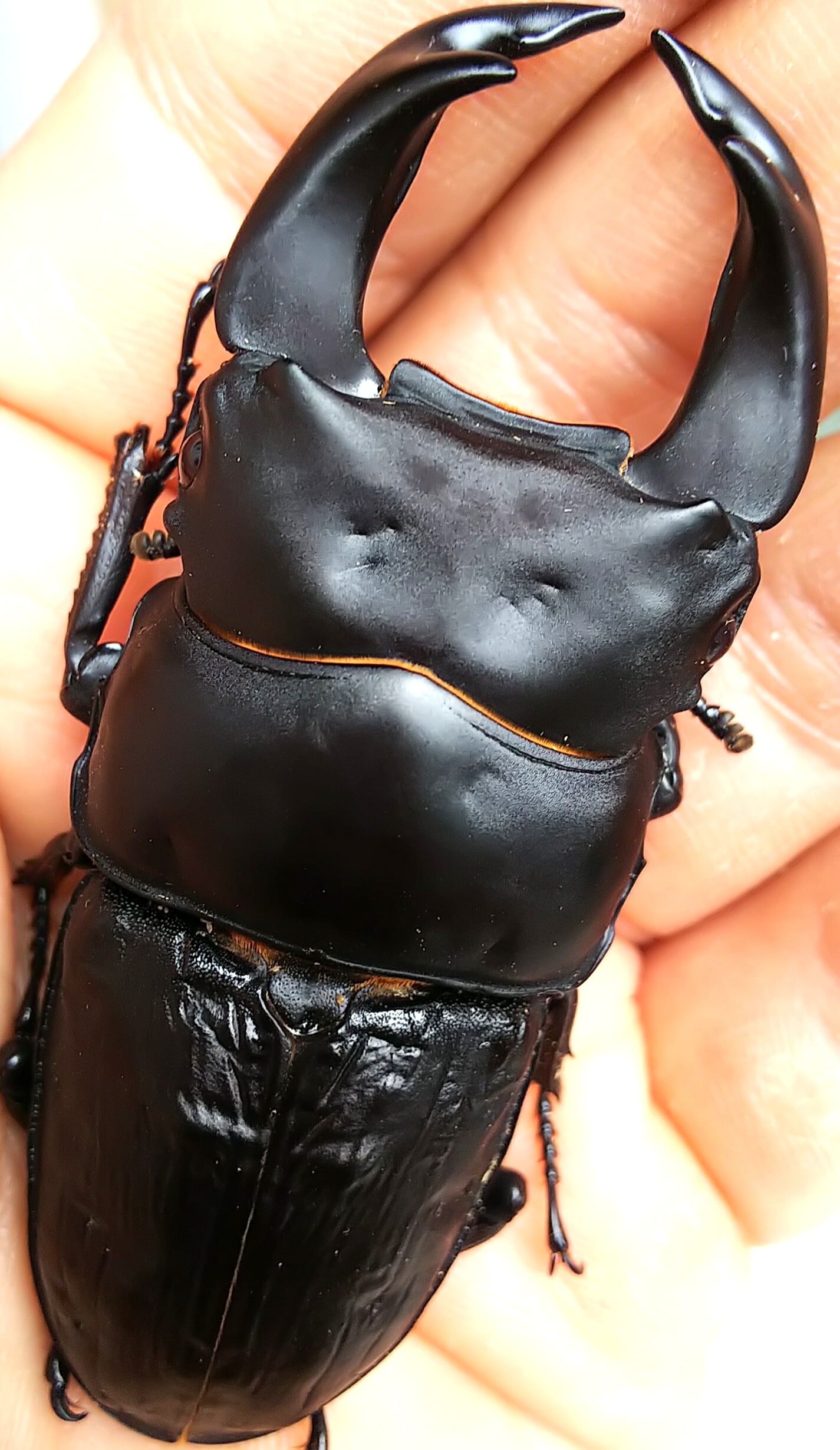 AHPL シリースタイル オオクワガタ 袋付き JUNK FOOD item: J-50274 オオクワガタ