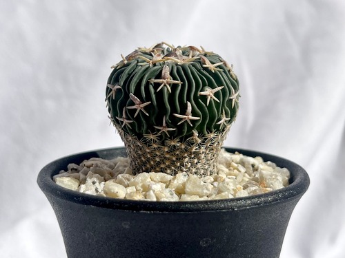 Echinofossulocactus phyllacanthus　エキノフォスロカクタス　白玉 　サボテン