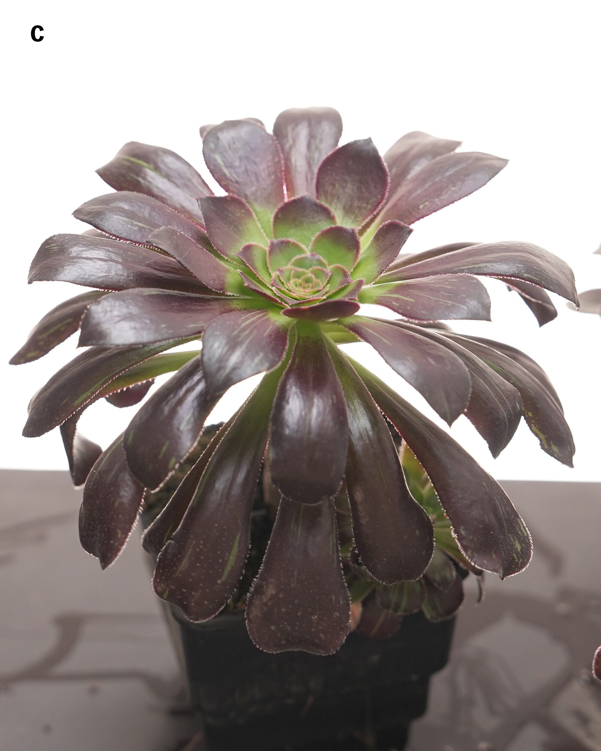 アエオニウム　紫浪　＃1516 脇枝8個あり メルカル便発送 抜き苗 アエオニウム 水墨画 10～12cm Aeonium 'Ink Painting