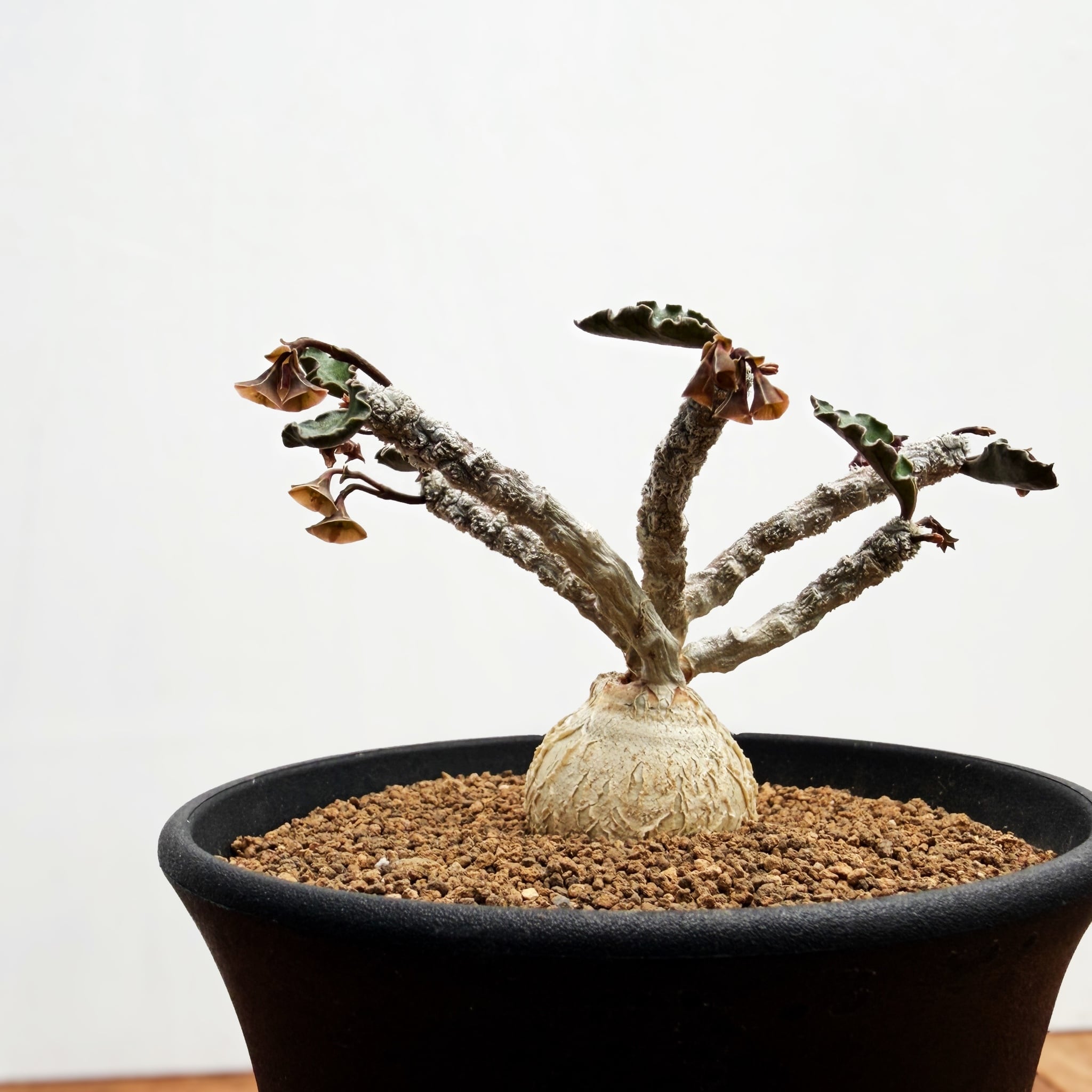 Euphorbia ambovombensis【ユーフォルビア・アンボボンベンシス