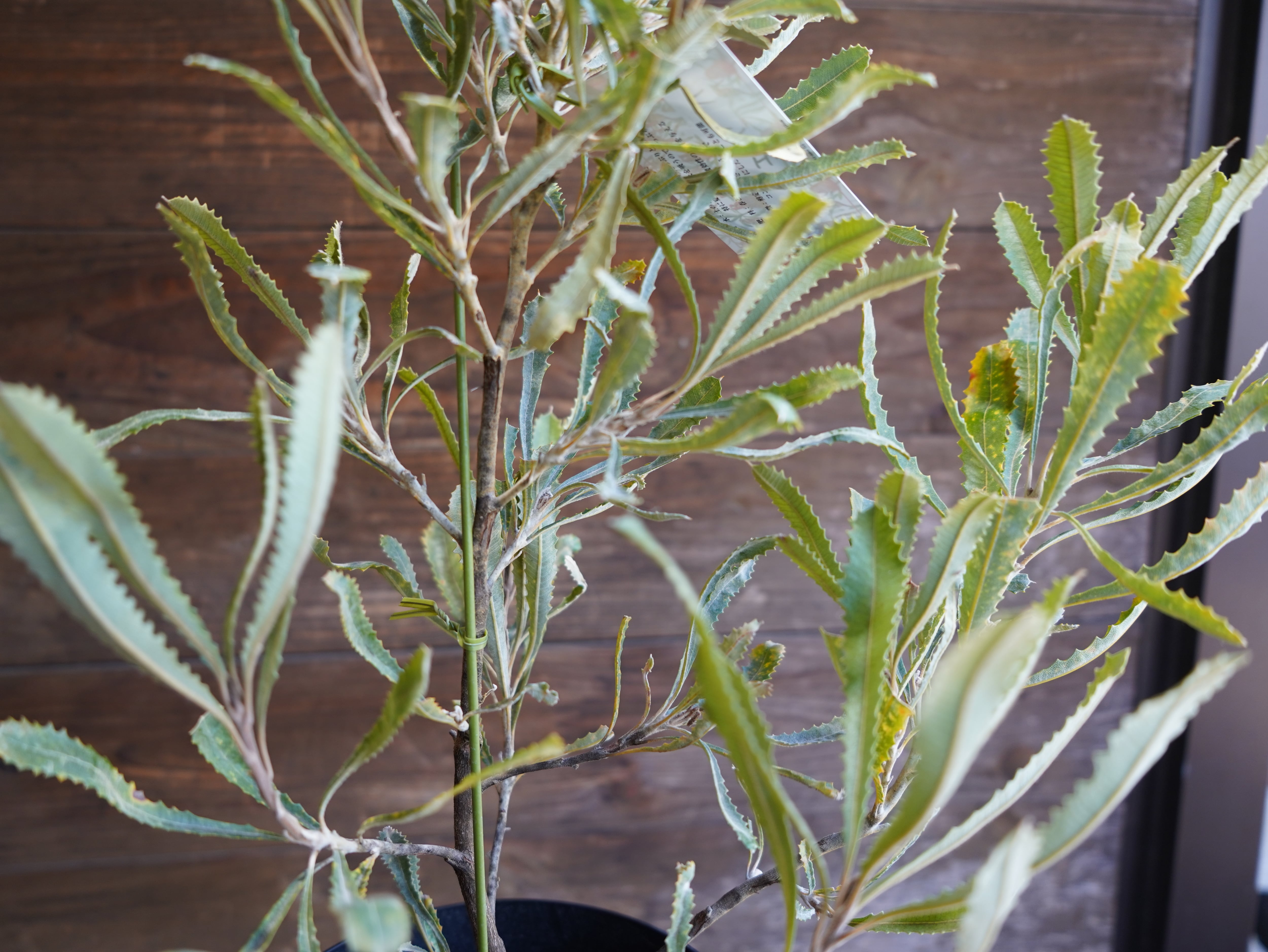 【現物】バンクシア　”バウエリ”　B