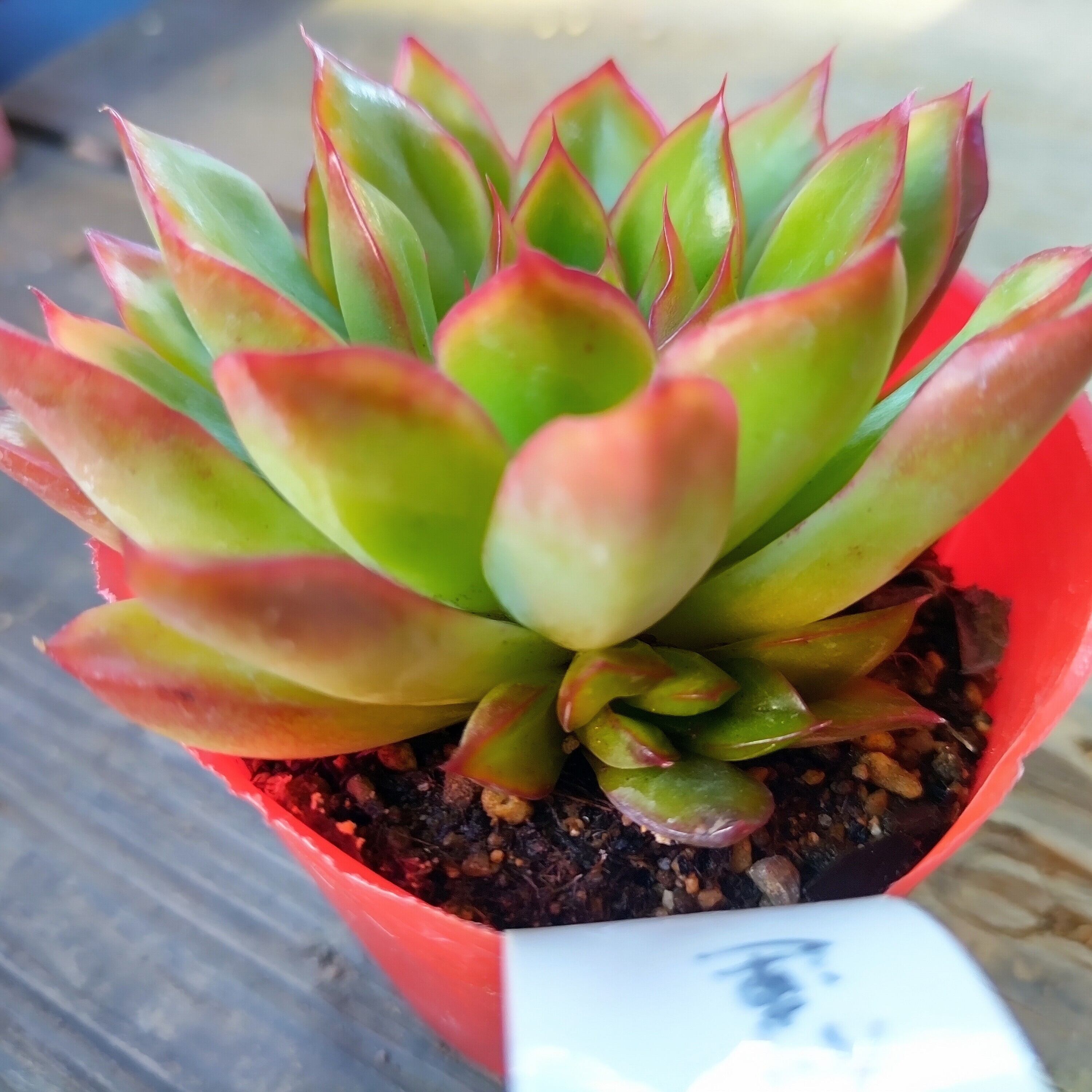 花の相府蓮 | RuPo 多肉植物専門店