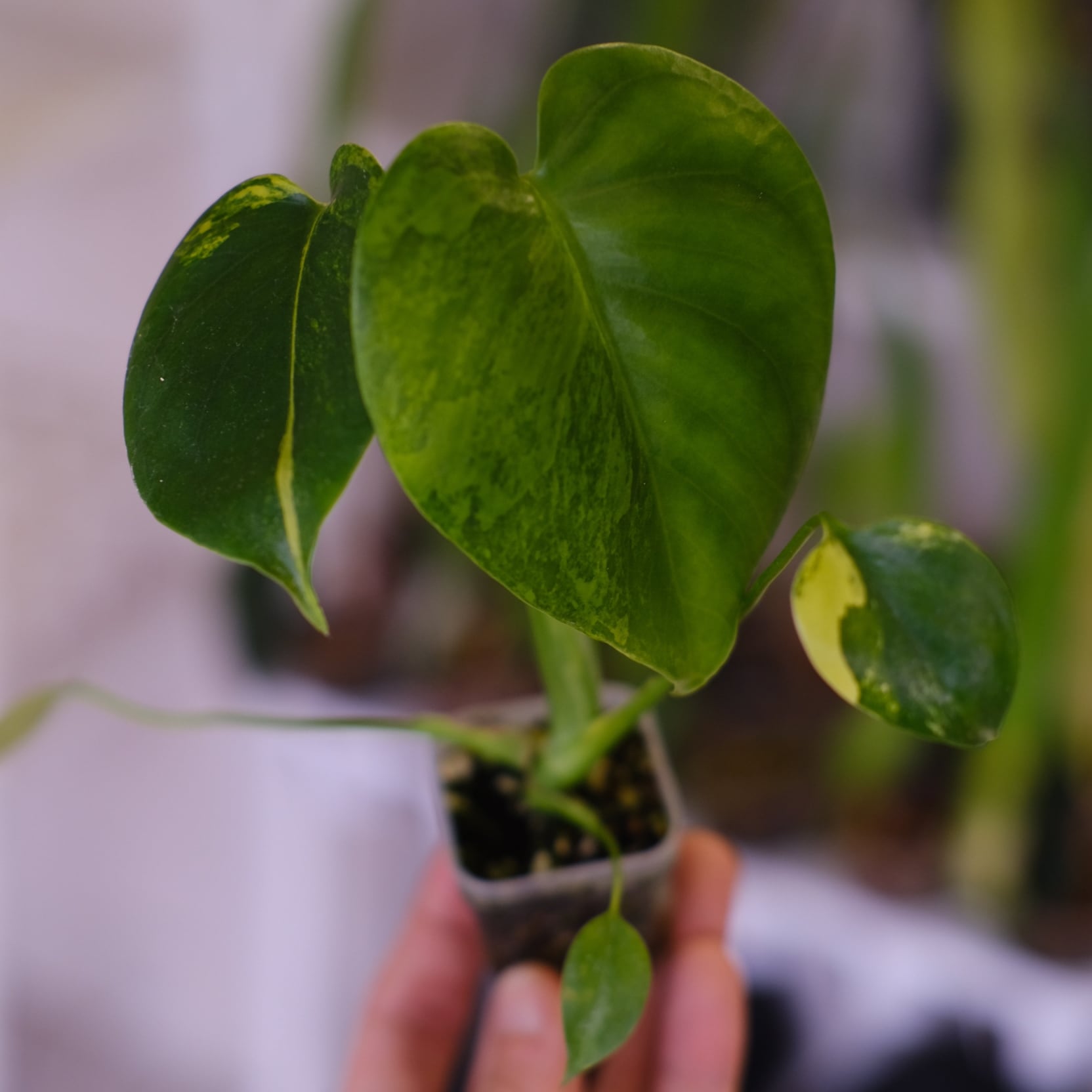 Monstera 'Yellow Marilyn'｜モンステラ イエロー マリリン｜観葉植物