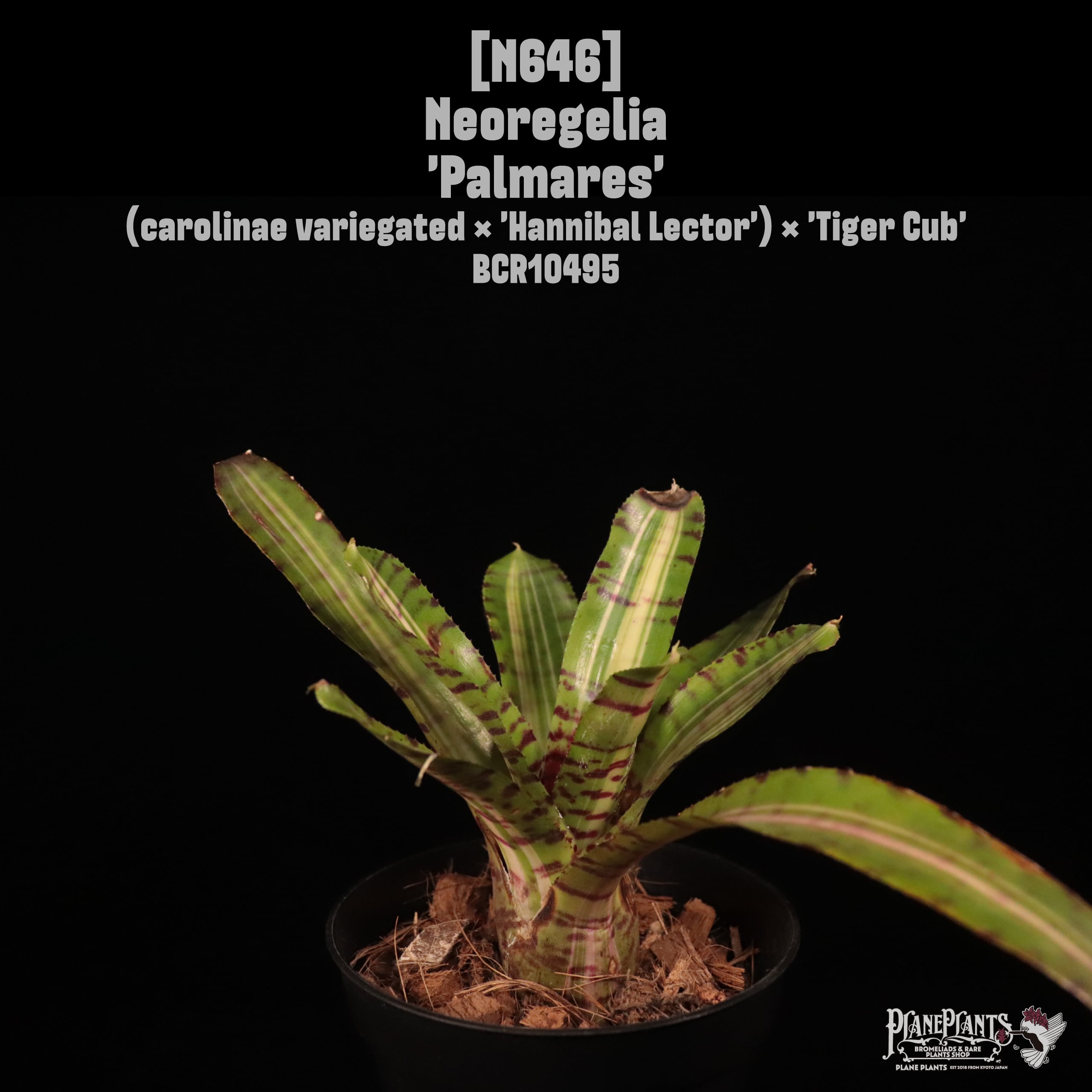 【送料無料】Neoregelia 'Palmares'〔ネオレゲリア〕現品発送N646