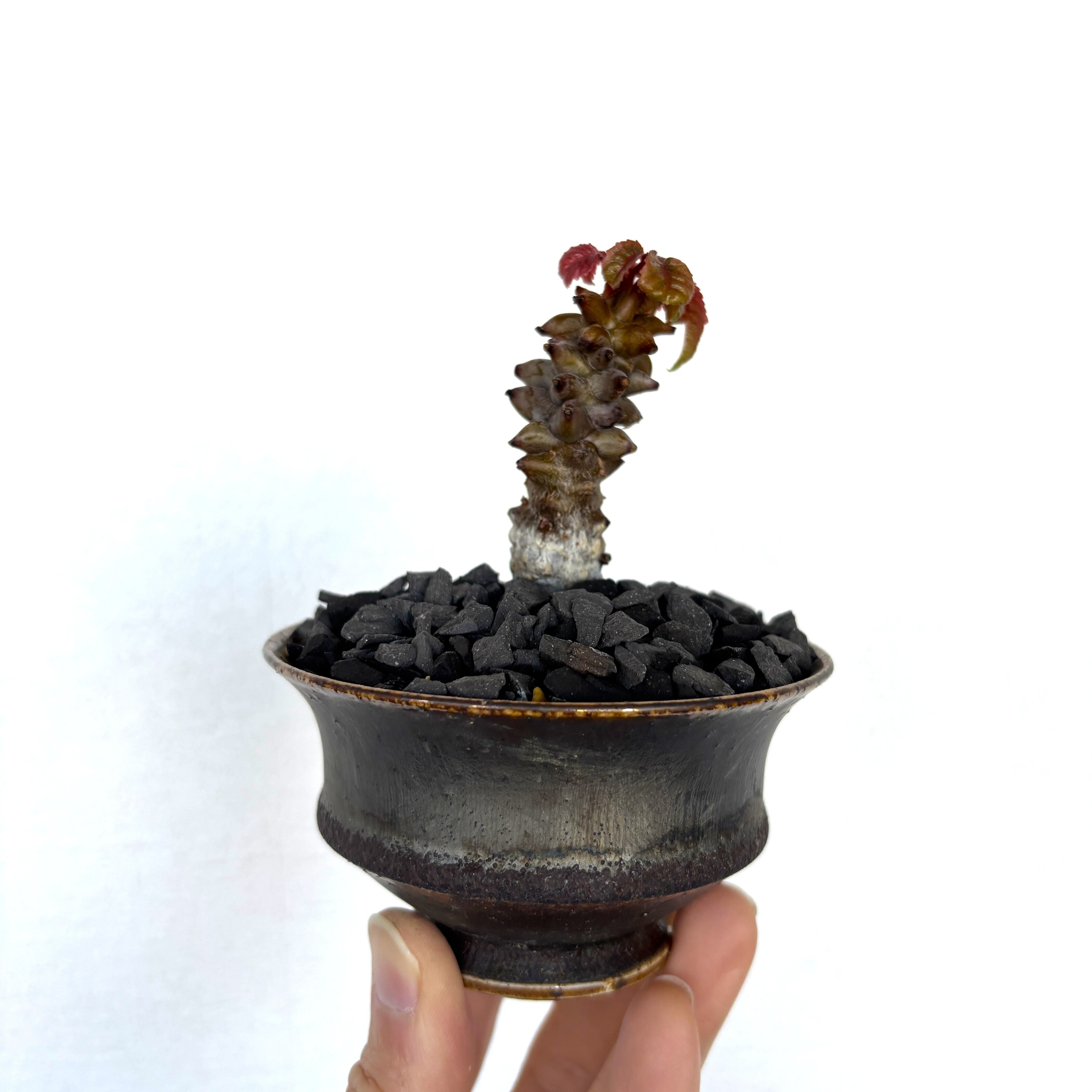 【実生】ベイセリアメキシカーナ　Beiselua mexicana B Beiselia Mexicana/ベイセリア メキシカーナ（S105） | LEO.