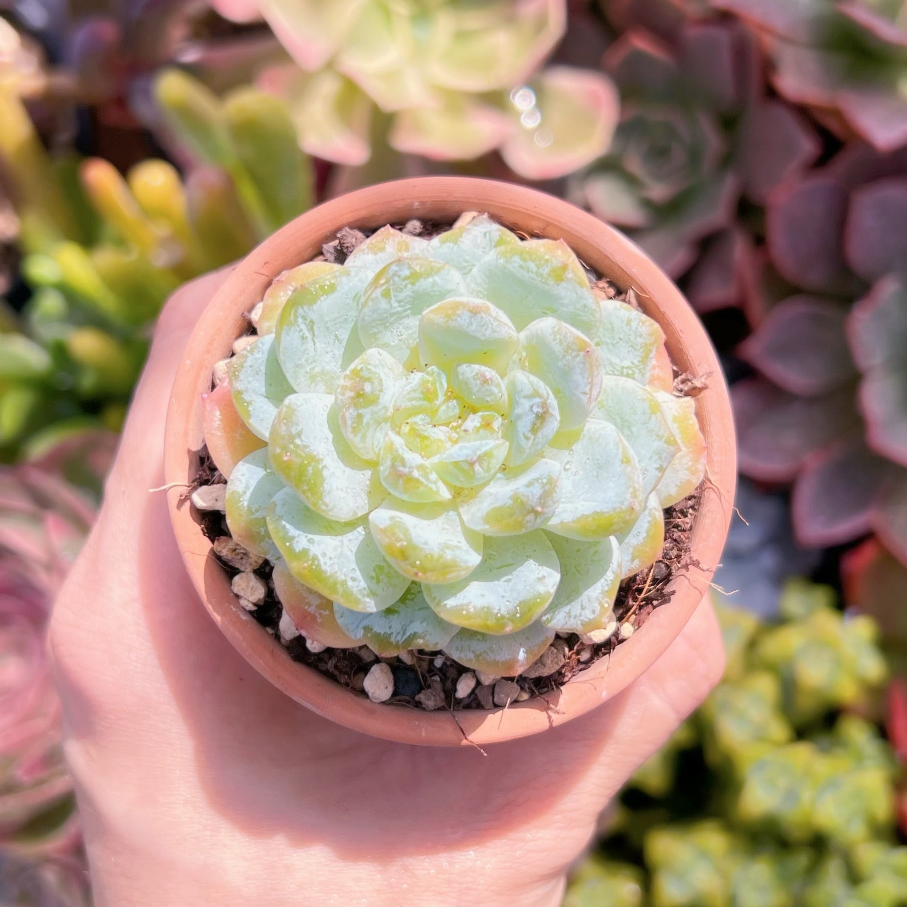 多肉植物 カプチーノ 新入荷 | るる農園~多肉植物専門