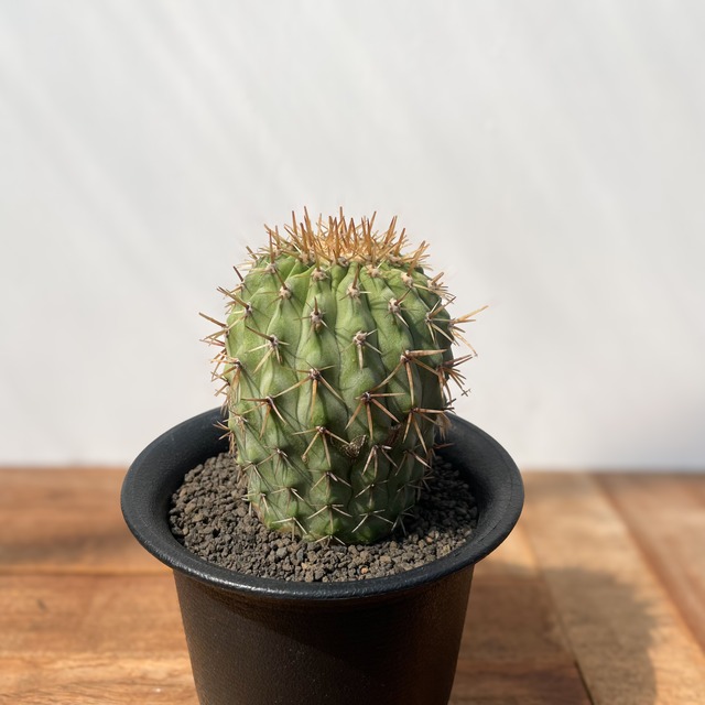 Copiapoa cinerea var. columna-alba【コピアポア・孤竜丸・実生】