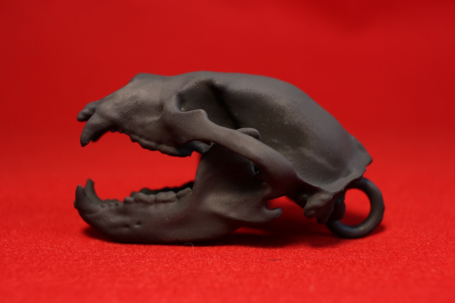 世界のクマ頭骨5点セット【約8cm】 | アンフィ合同会社