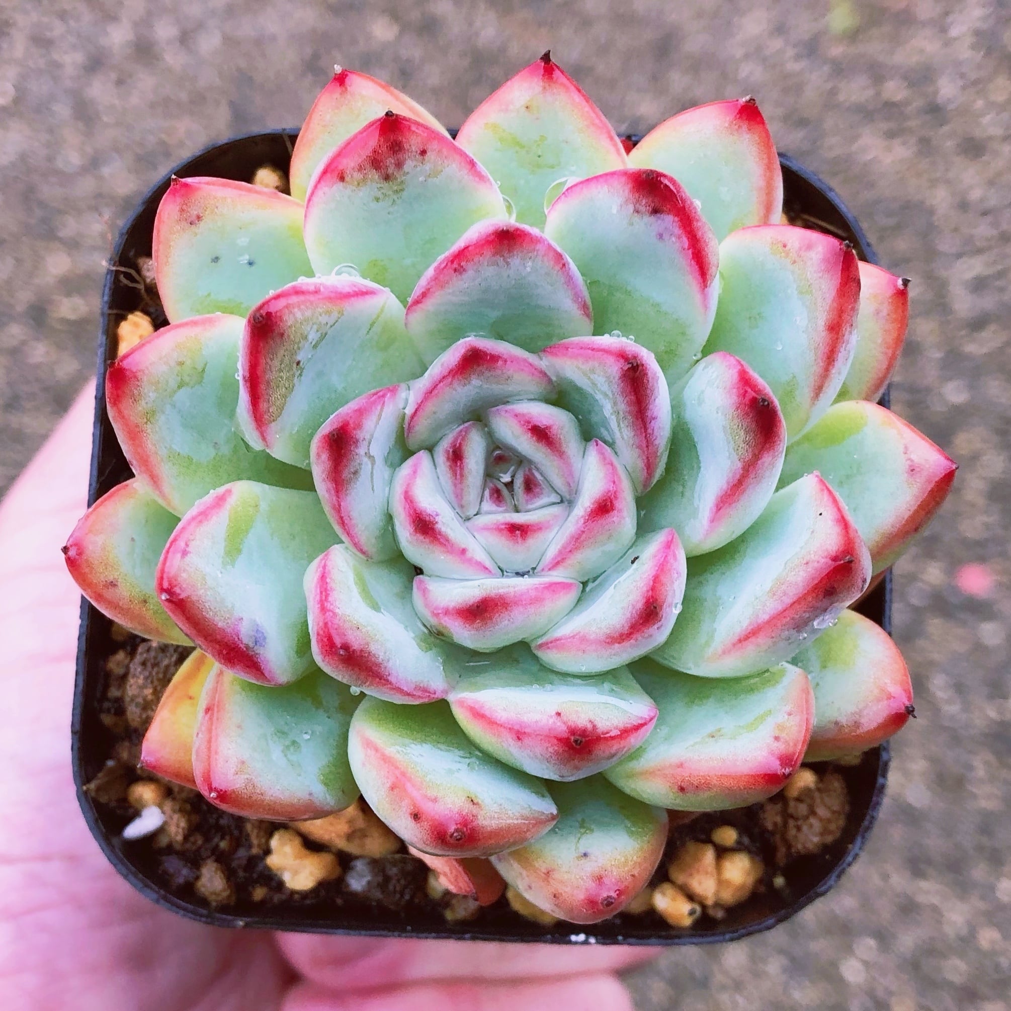 多肉植物　ウォーターリリー