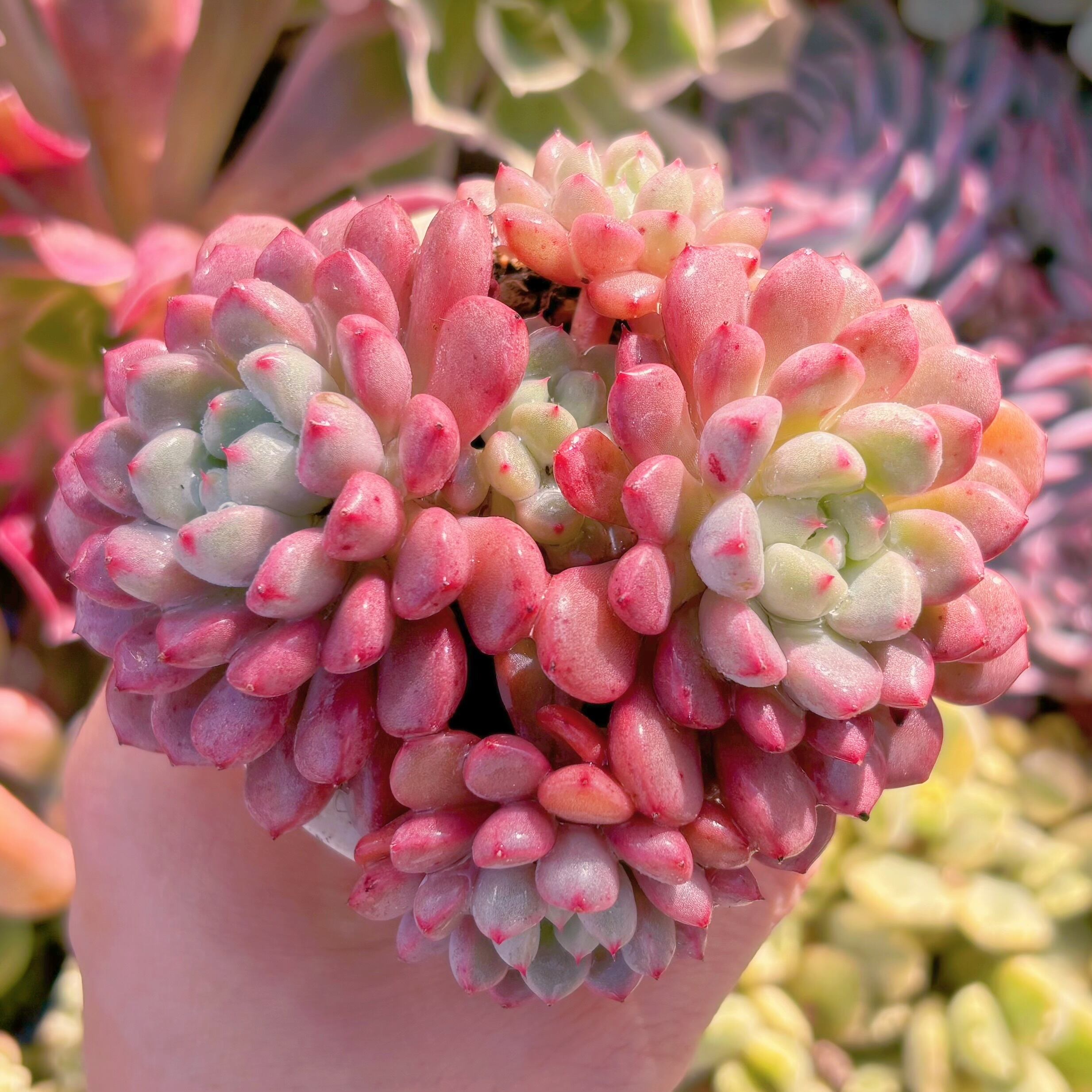 現品　スノーピーチ#046　群生　るる農園