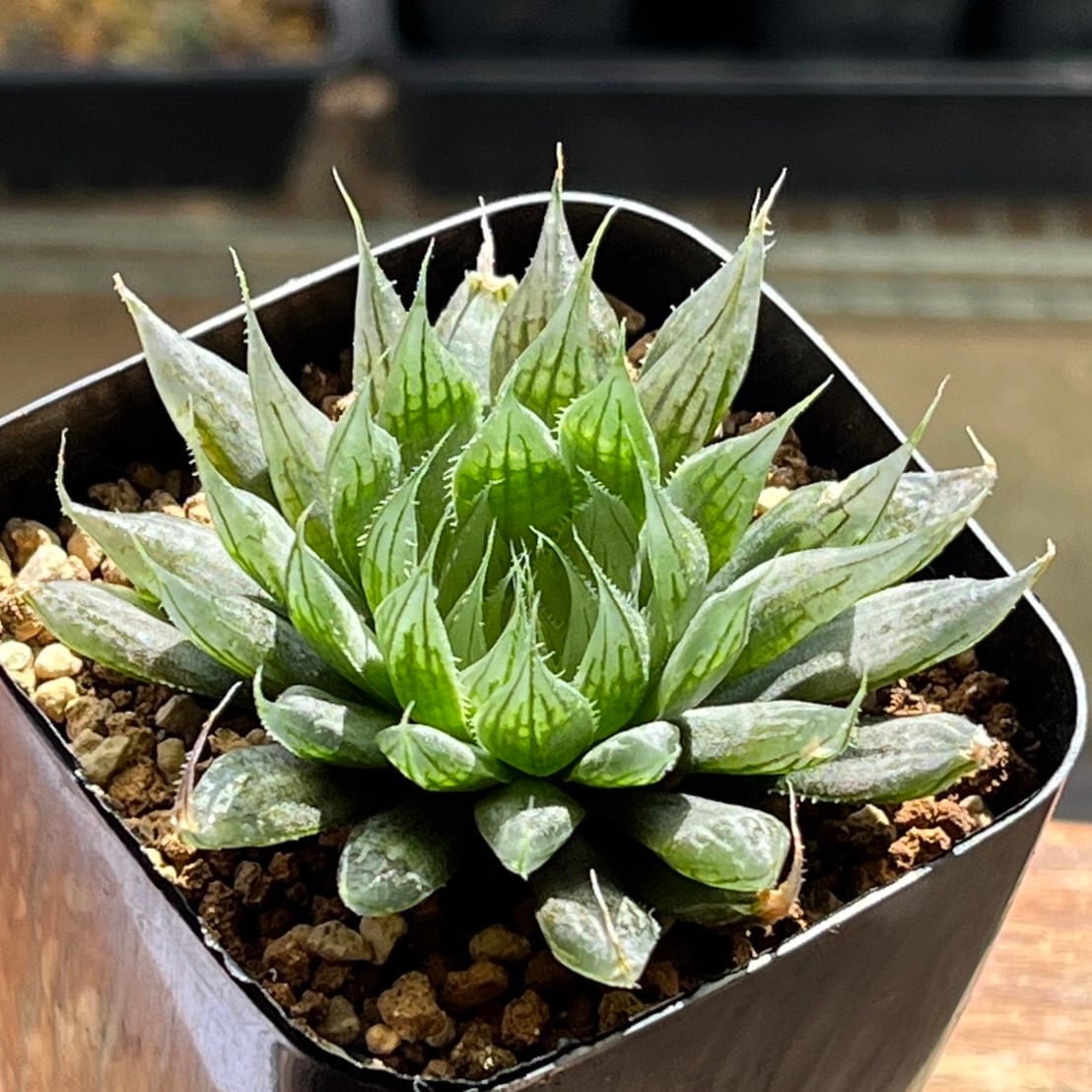 ハオルチア B型コンプトミュータント錦① | mocono_plants