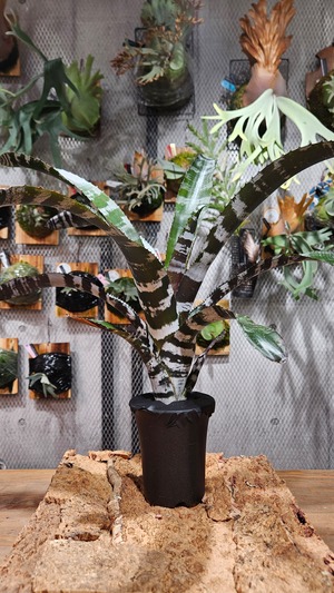 Aechmea chantinii Red burgundy 【artPLANTs/PLANTS GARAGE 】 タンクブロメリア#エクメア