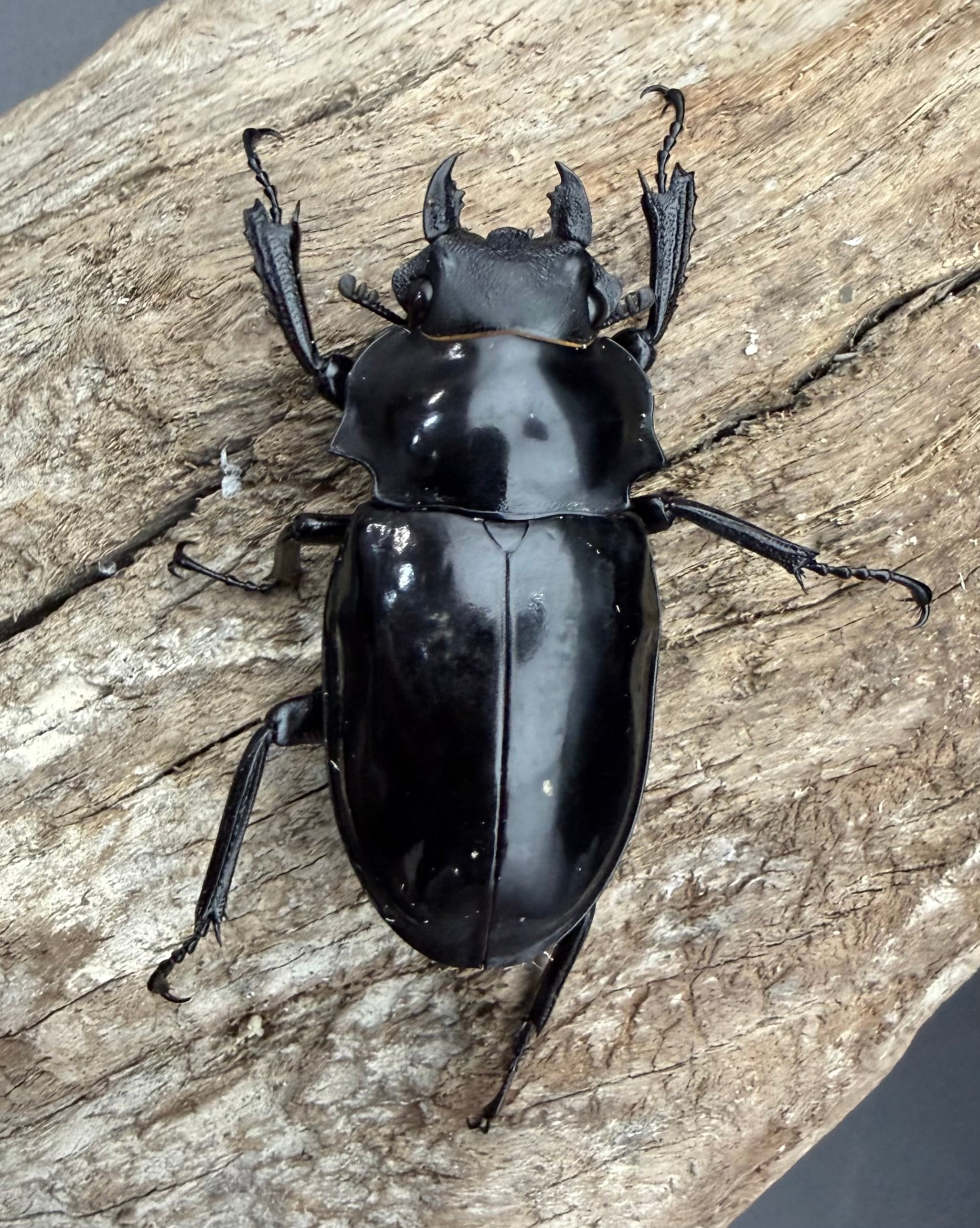 WD】《ダールマンツヤクワガタ亜種セレベンシス 83mm ペア》 | KPW公式