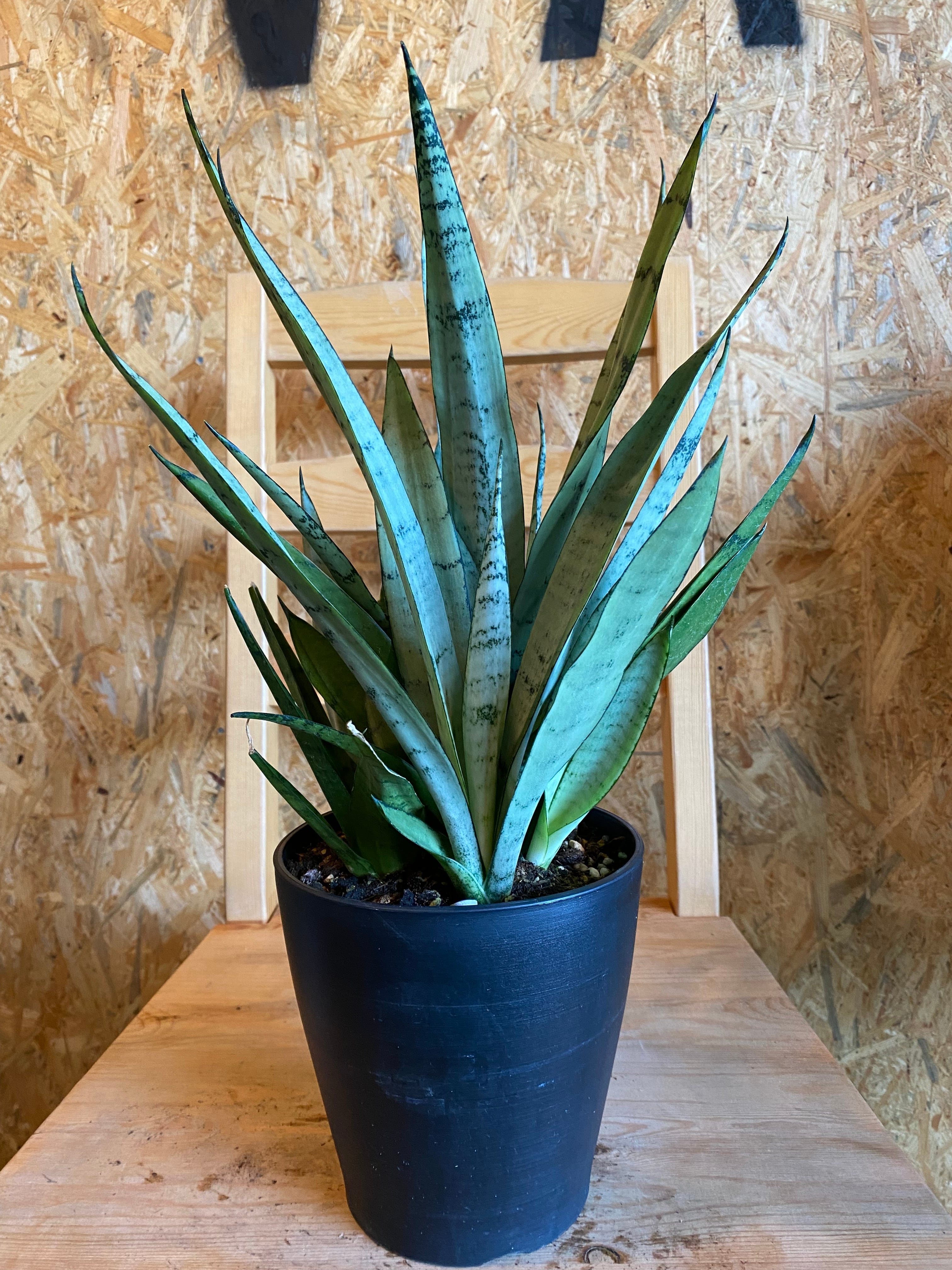 サンセベリア シルバープリンセス H45cm W30cm 口径14cm