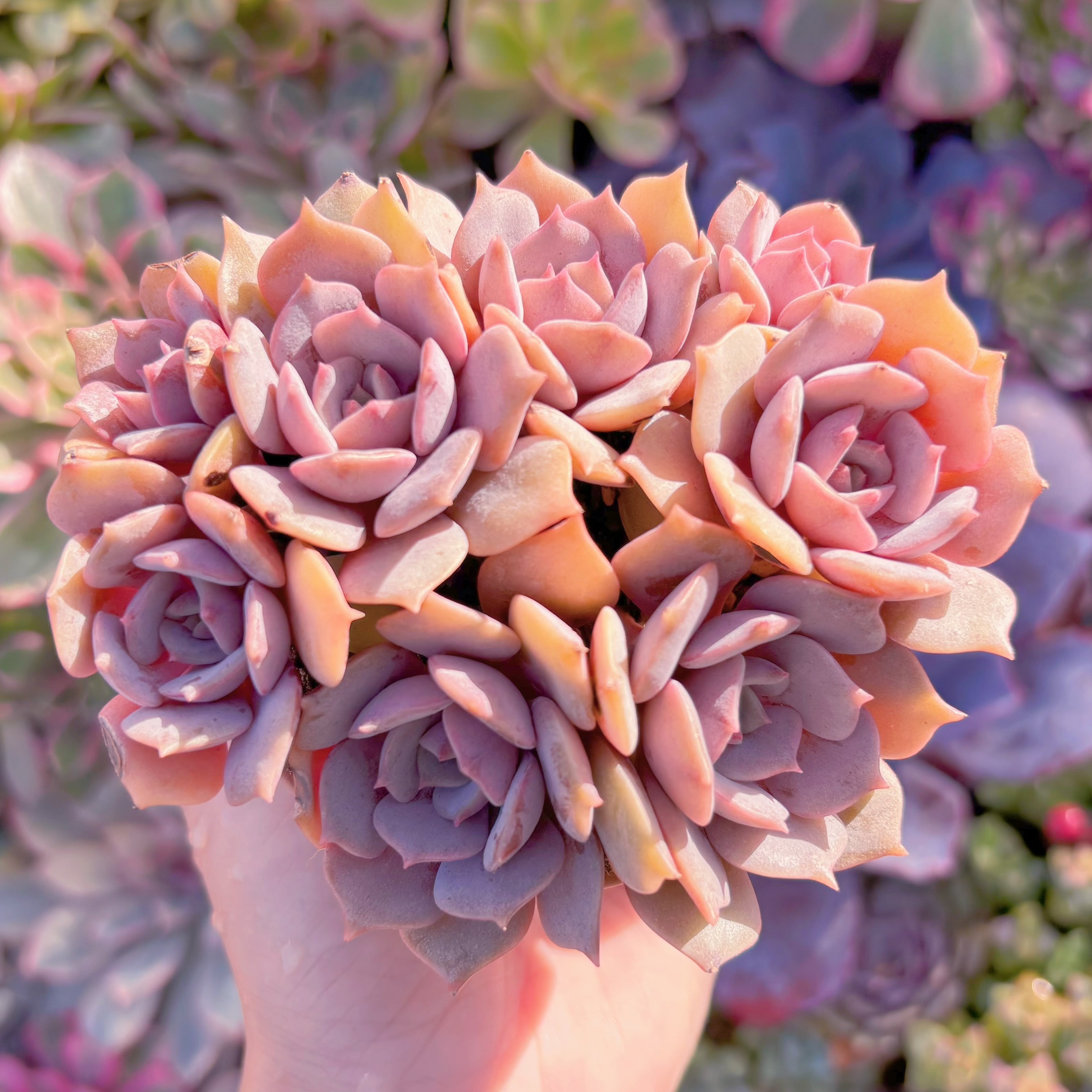 現品　紫姫#F065　在庫僅少　群生　新入荷　るる農園