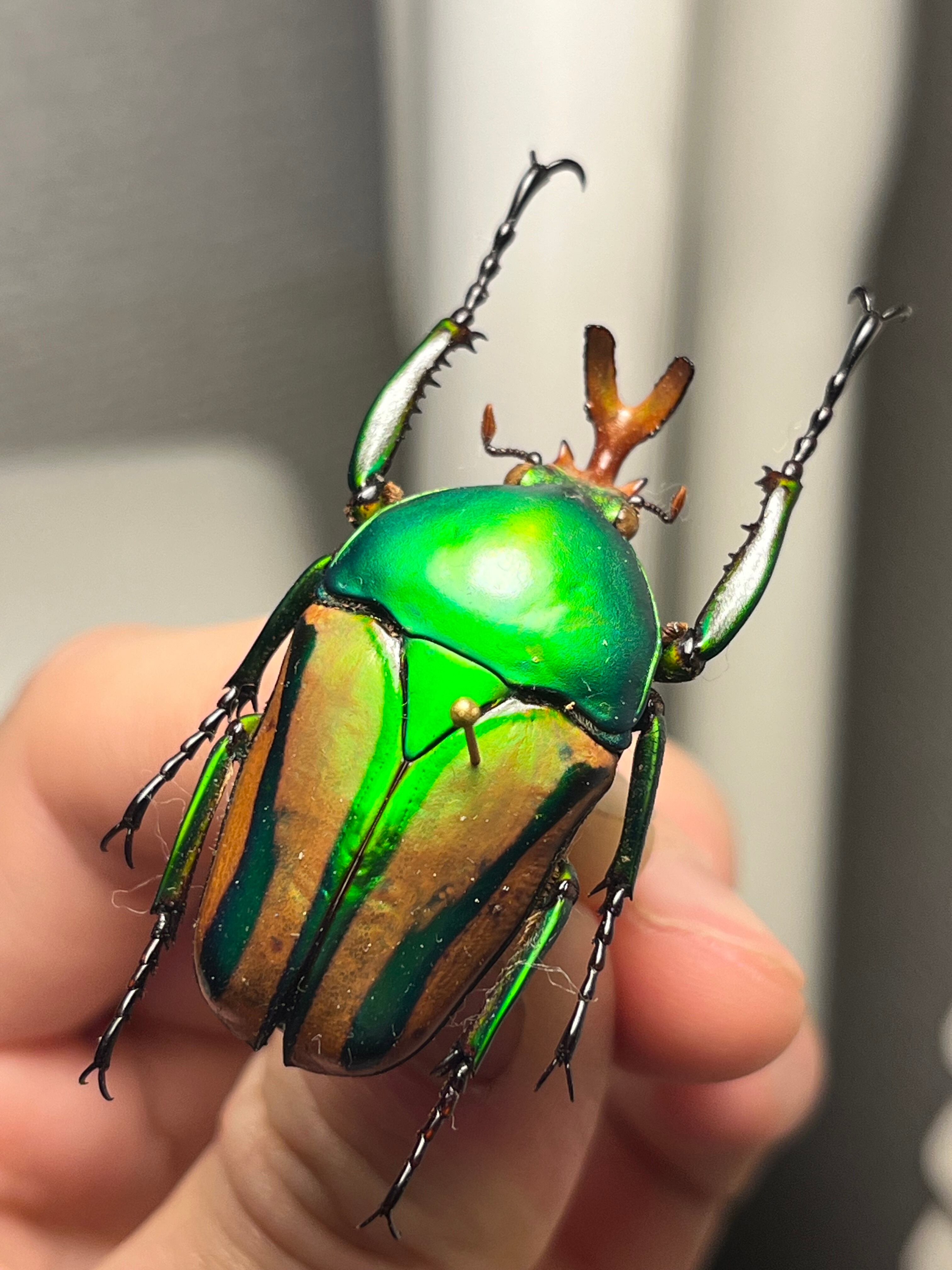 【42mm♂】フロンタリスサスマタカナブン 標本 ニジイロクワガタウグイスコガネ 42mm♂】フロンタリスサスマタカナブン 標本 ニジイロクワガタウグイス