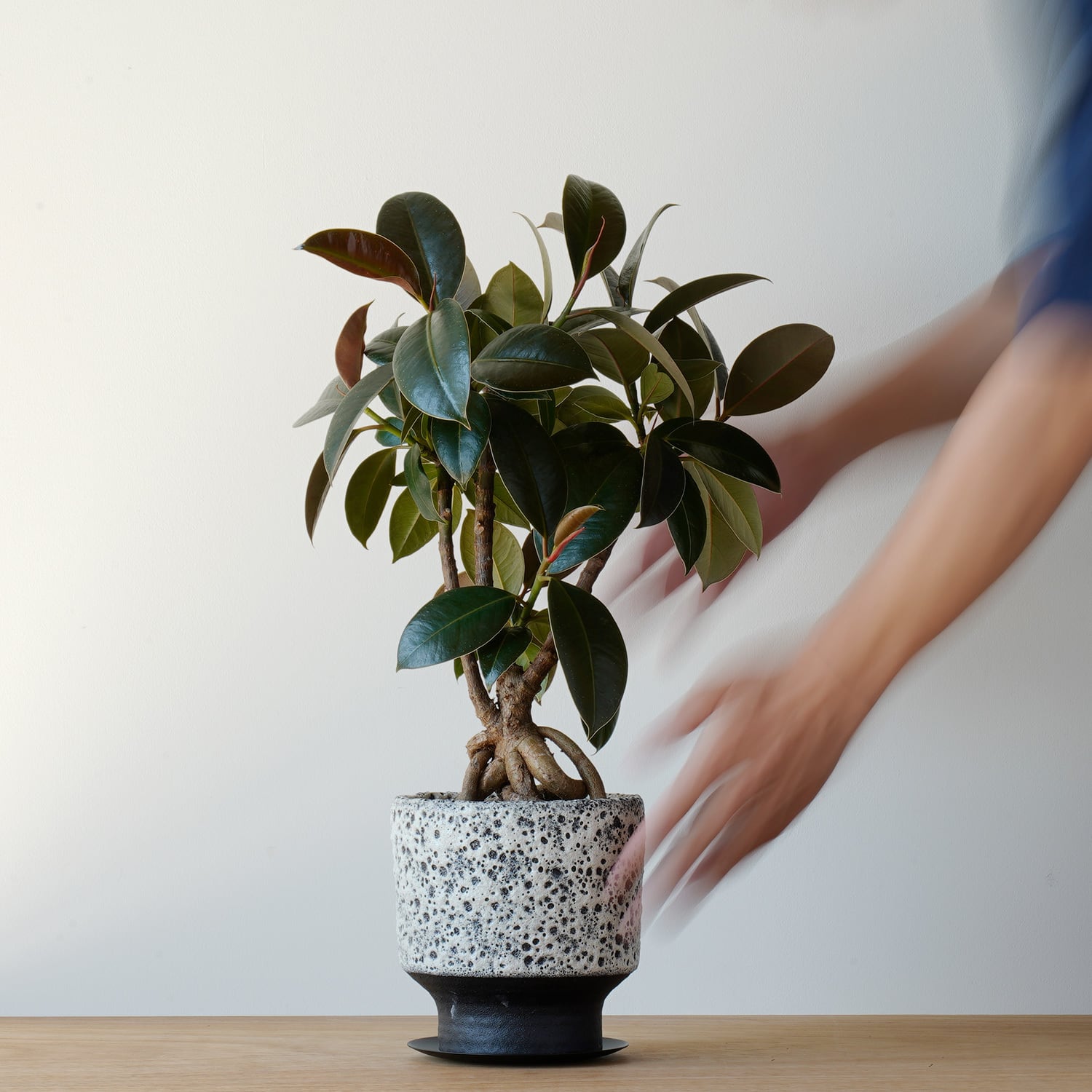 AYANAS（アヤナス）｜観葉植物のセレクトショップ・通販
