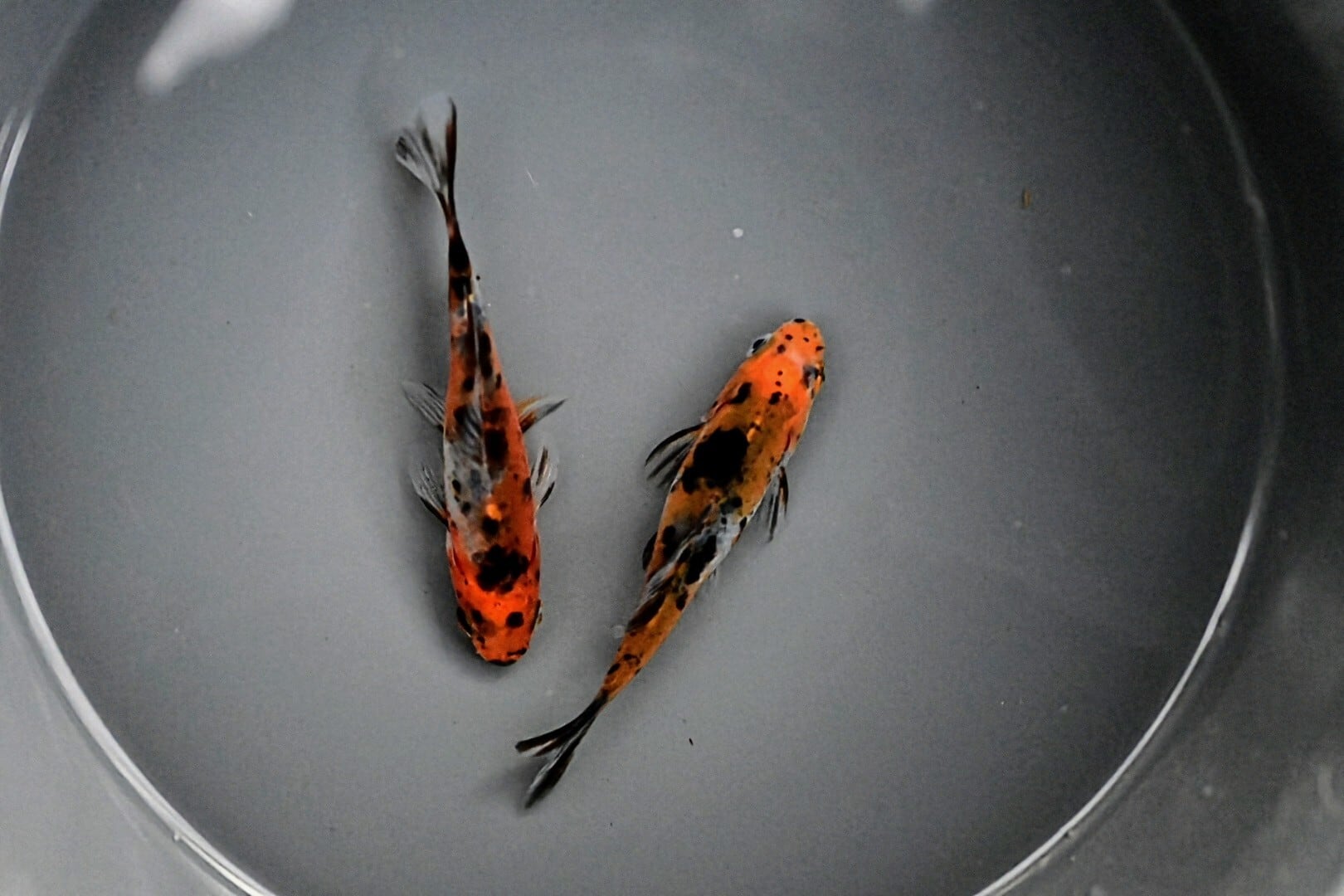 墨銀鱗三色和金 8cm～9cm 2匹 No829 | PAY ID