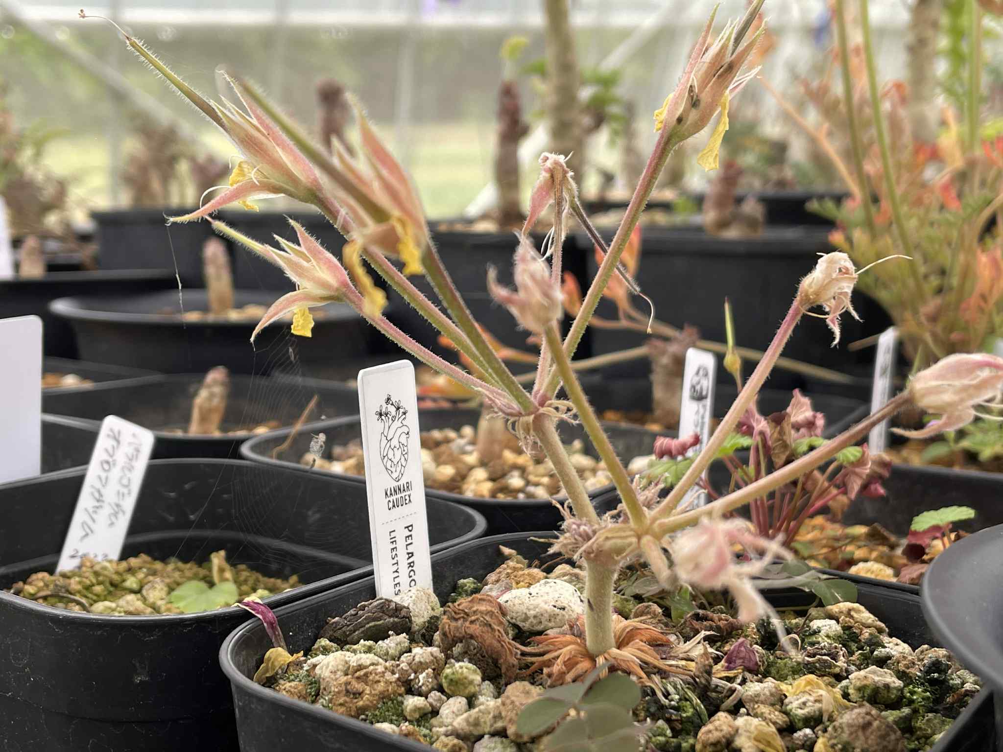 SEEDS | Noah's ART Official store -植物とアートのお店-