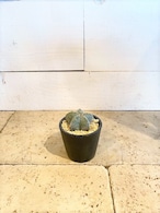 アストロフィツム・ミリオスティグマ ※Φ3.5号プラスチック鉢