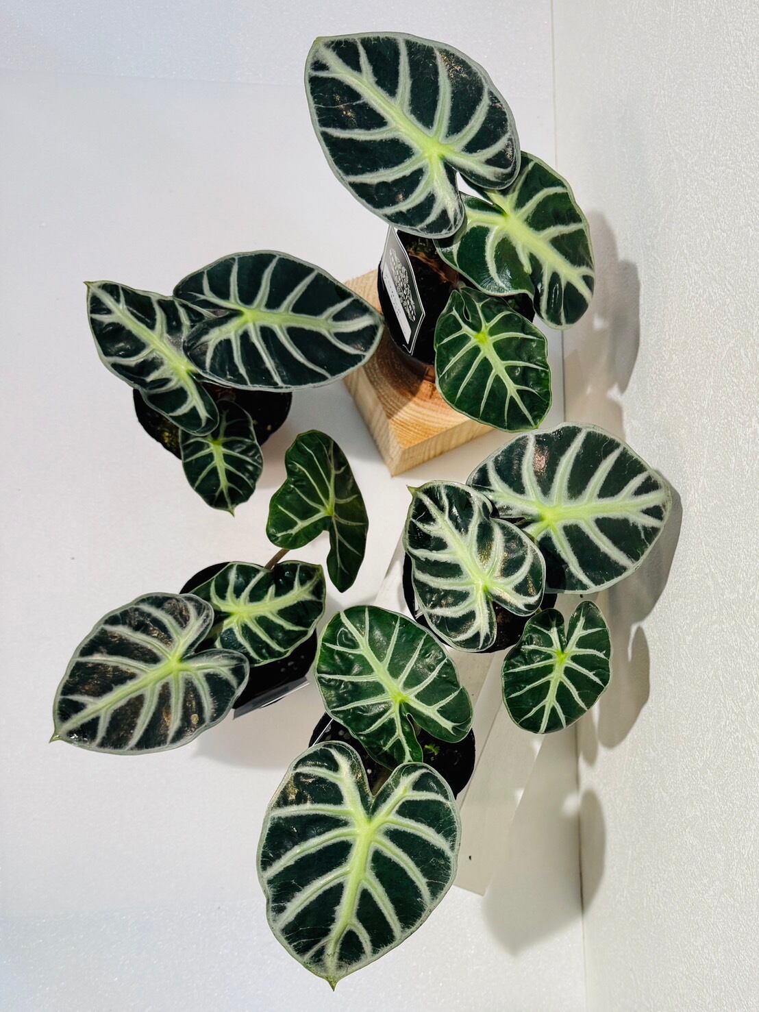 ハートバルーン アロカシア 観葉植物 3号 かわいい 人気 木村