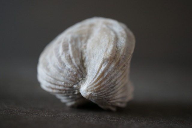 フランス産 腕足類化石 Burmirhynchia decorata 1063