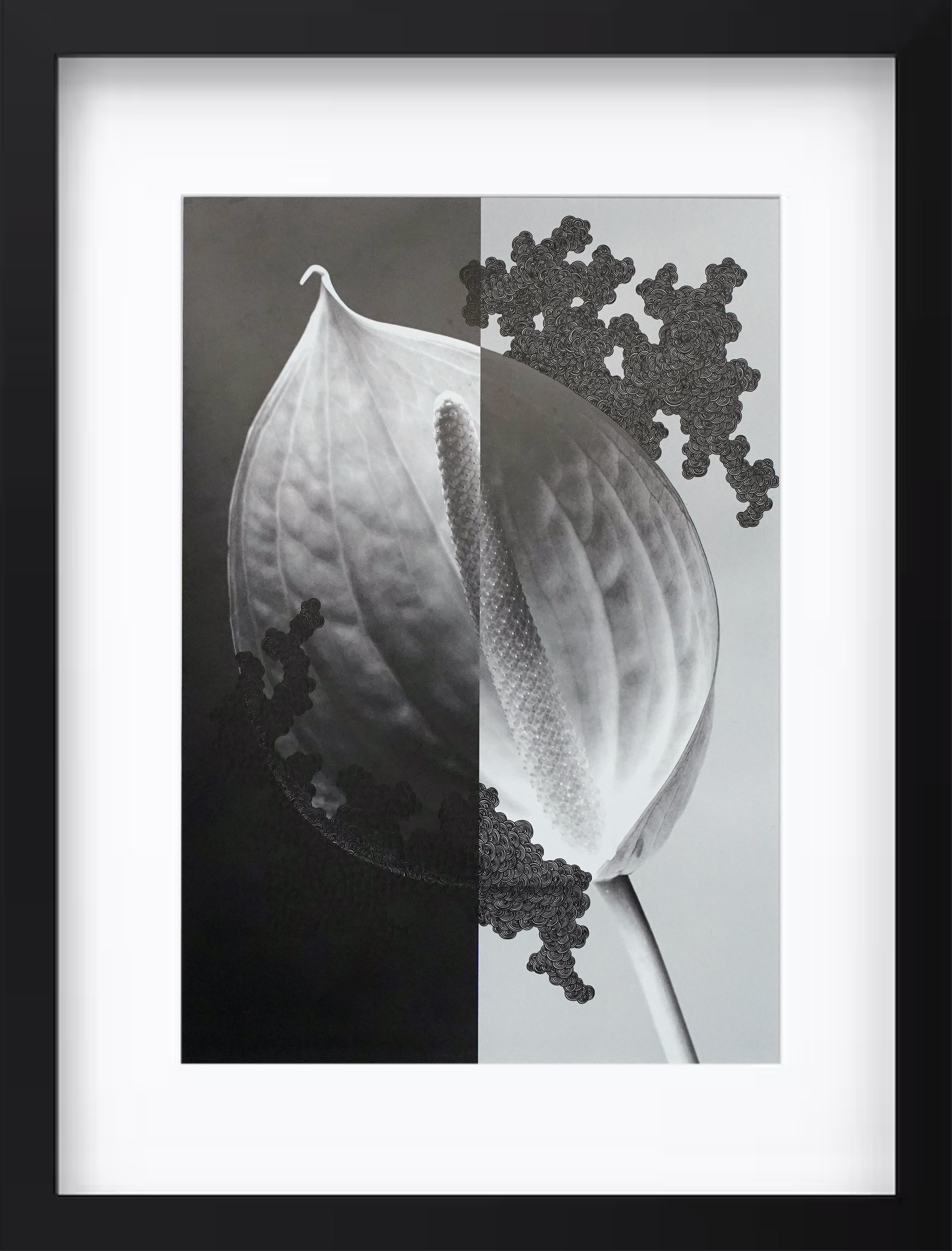 アンスリウム"情熱と欲望"#2