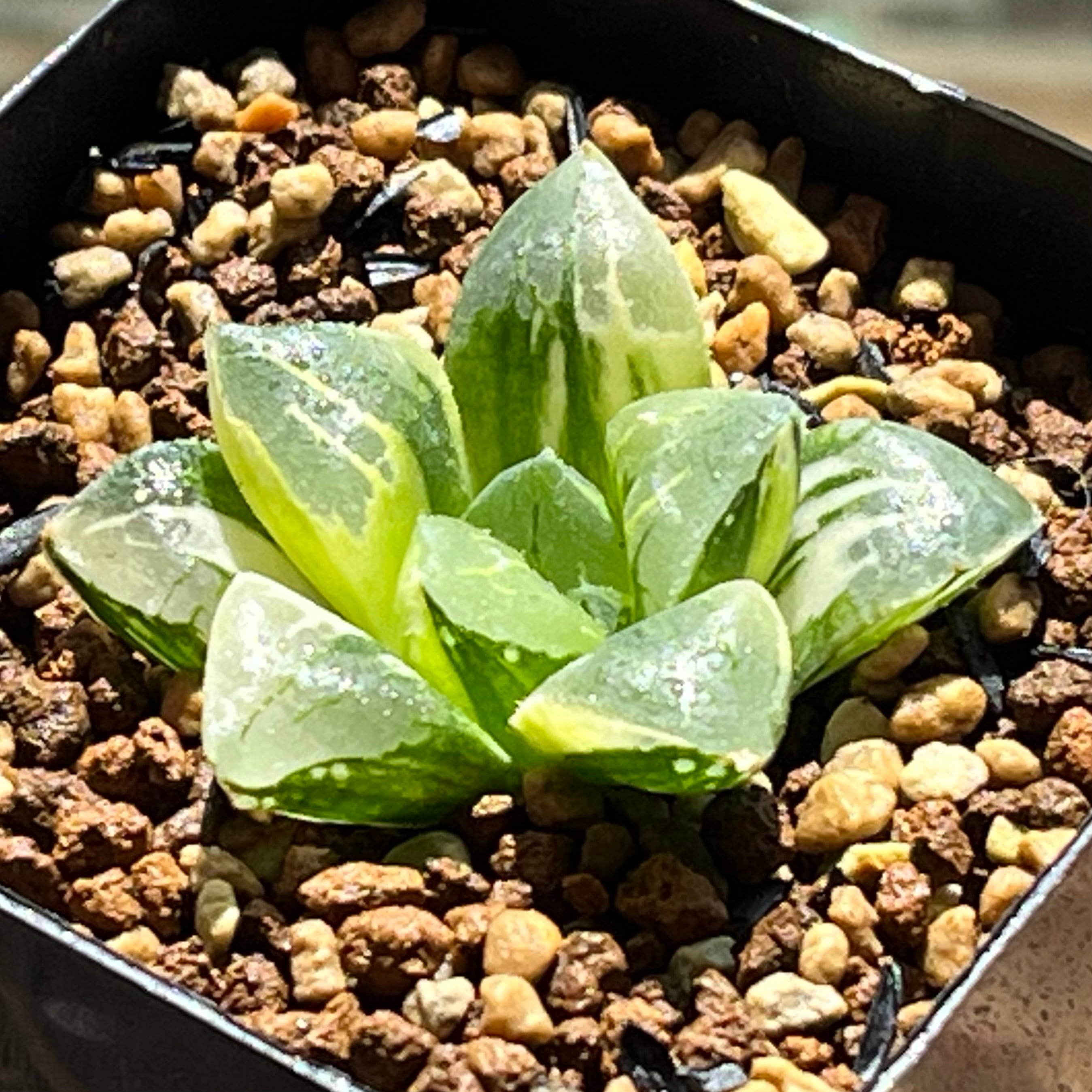 ハオルチア スターズフェアリー | mocono_plants