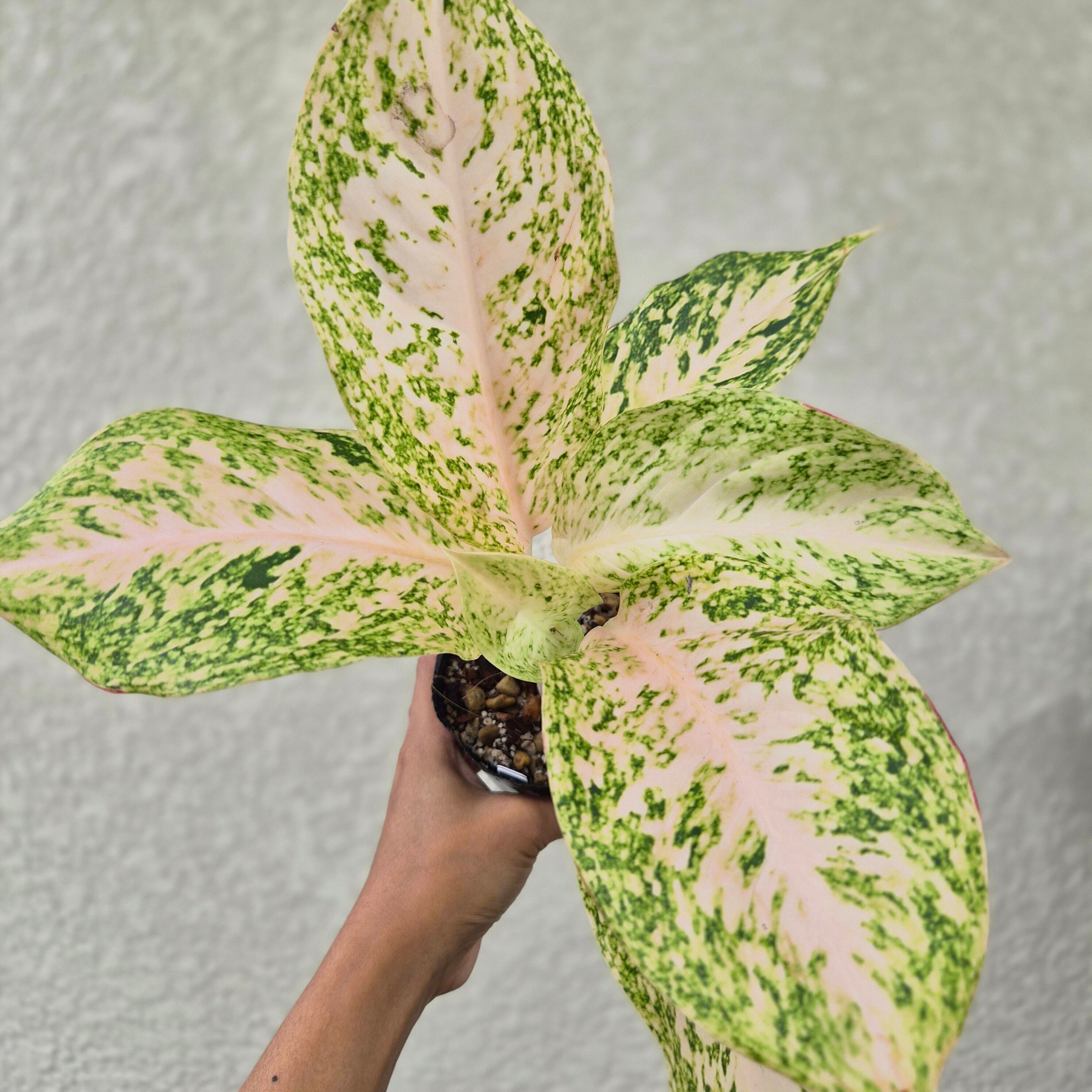 ①《Aglaonema White Kwak Sap》アグラオネマクワックサップ ホワイト 観葉植物 /ポット発送