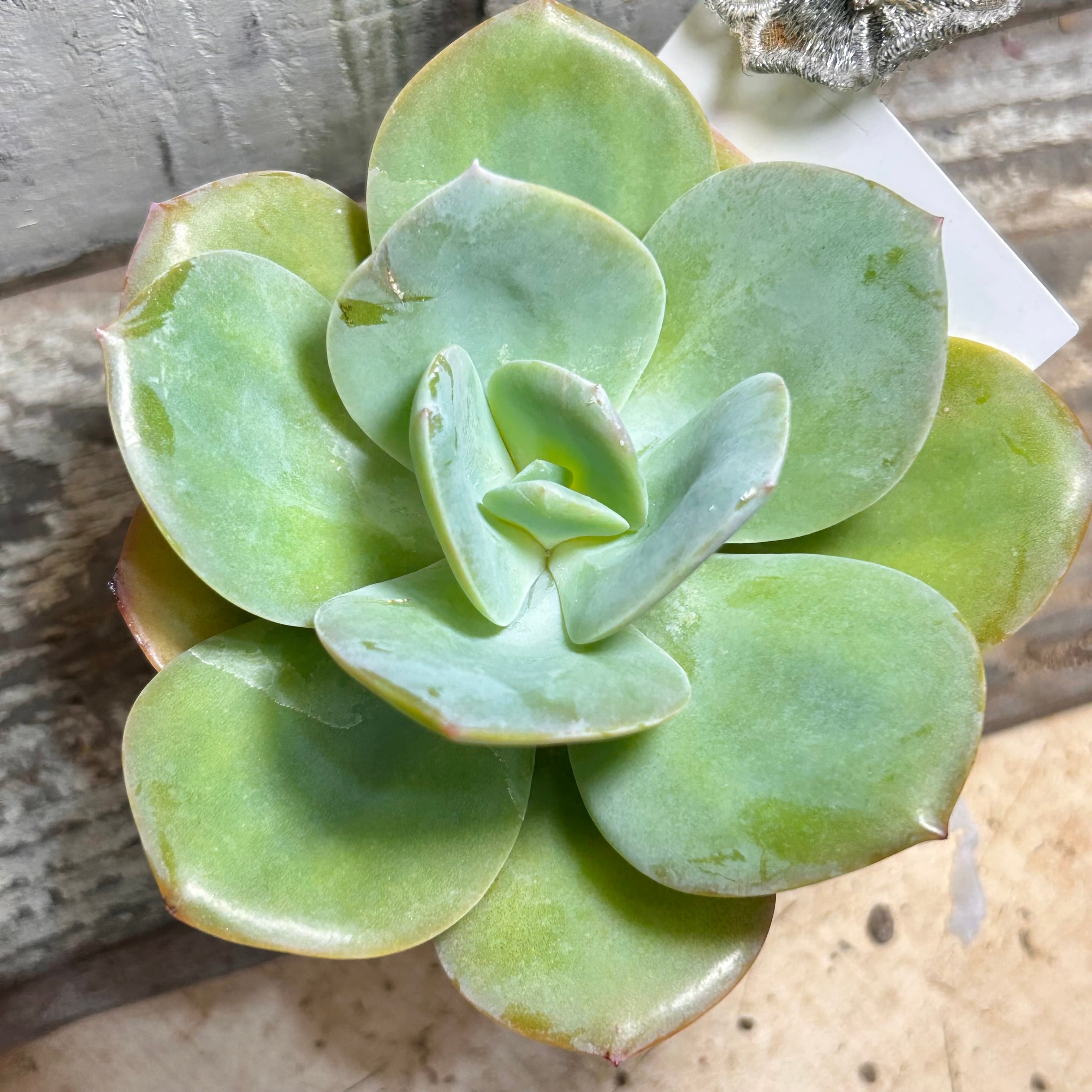 紫牡丹 センペル | RuPo 多肉植物専門店