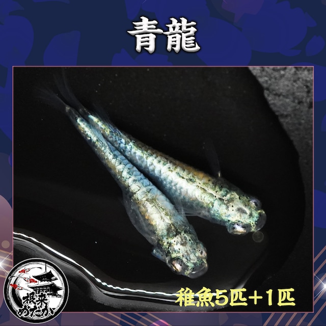 【5匹＋補償1匹】青龍