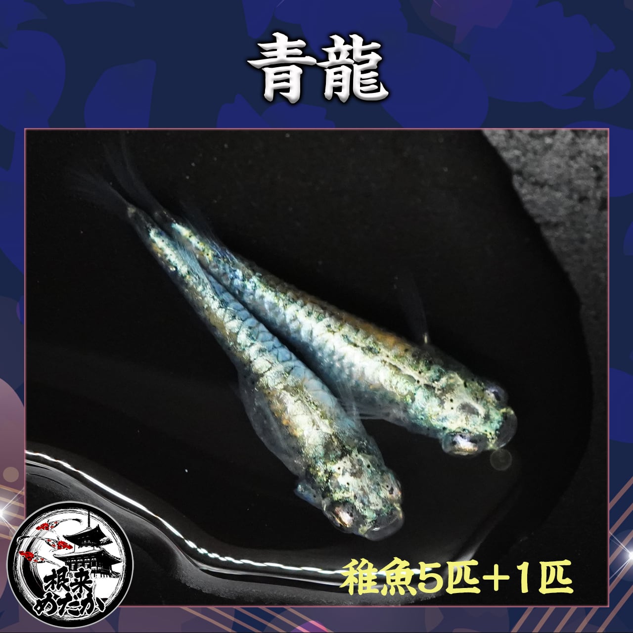 【5匹＋補償1匹】青龍
