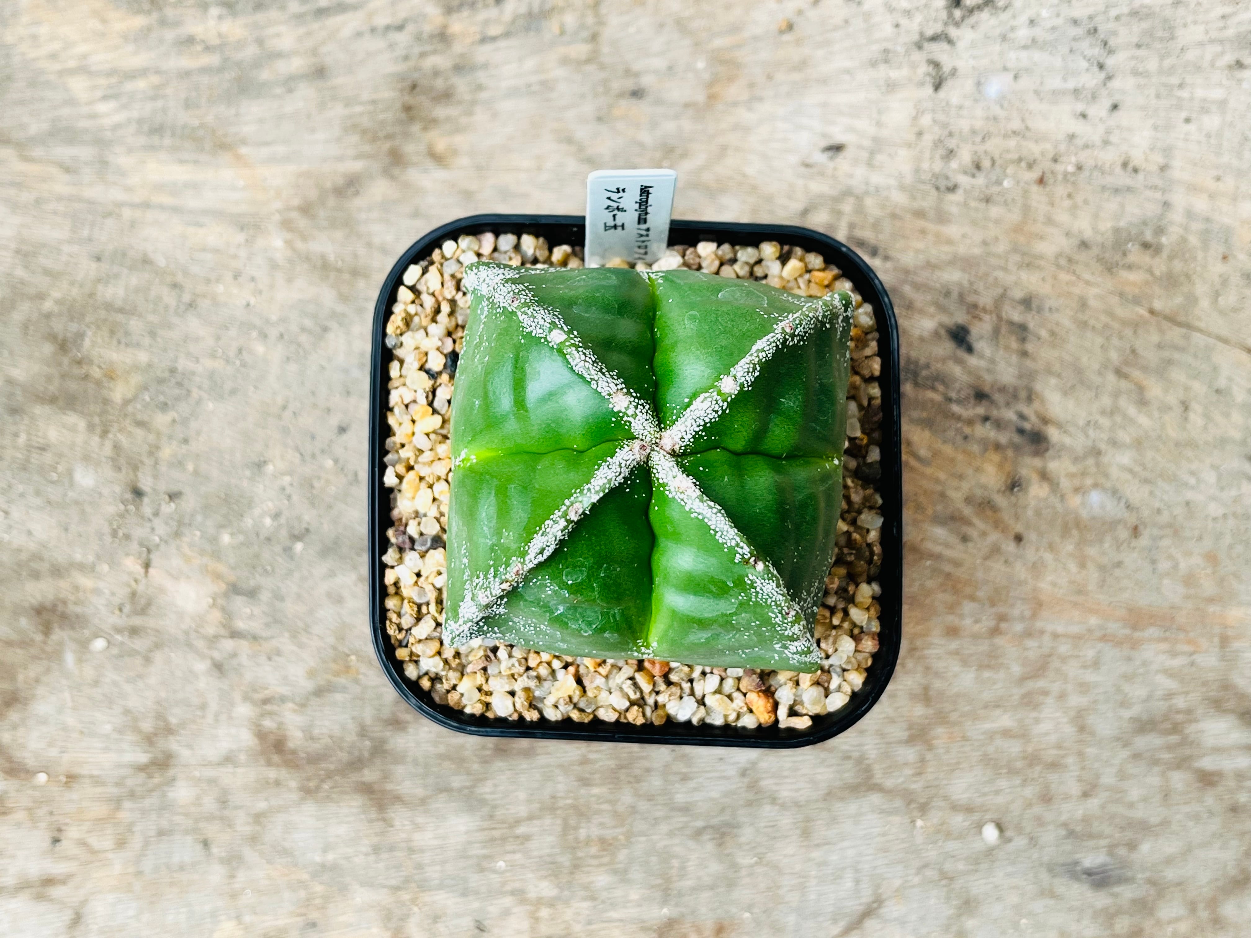 Astrophytum myriostigma アストロフィツム 四角ヘキラン ランポー玉