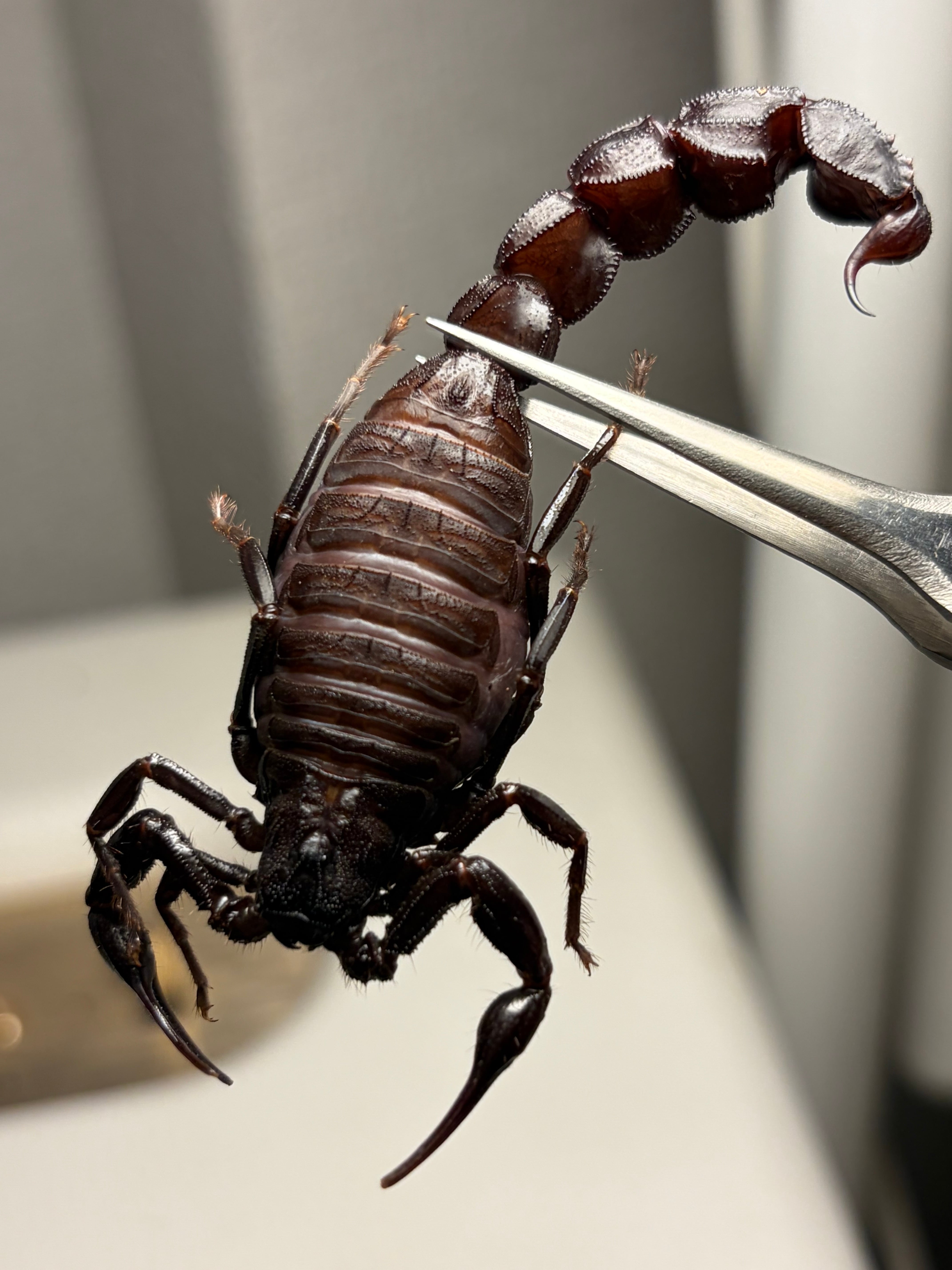 黒いオブトサソリの中でも大型かつマッドな質感のモロッコファット