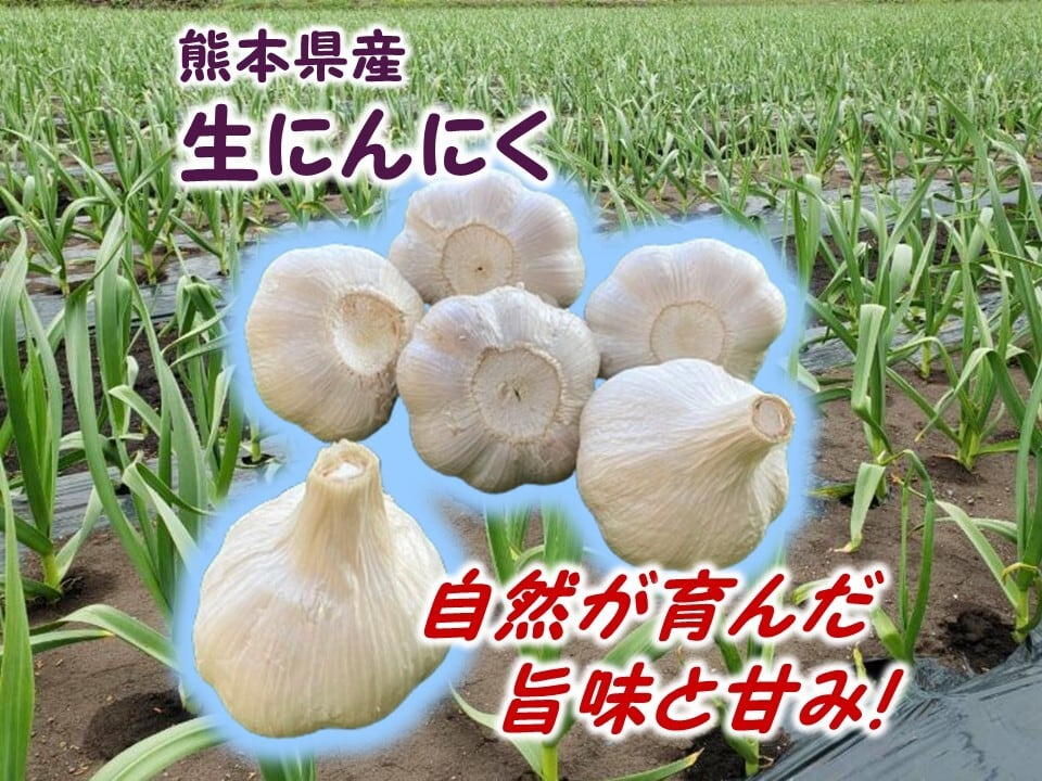◎先行予約販売【訳あり】熊本県産 生にんにく1kg | すみれファーム