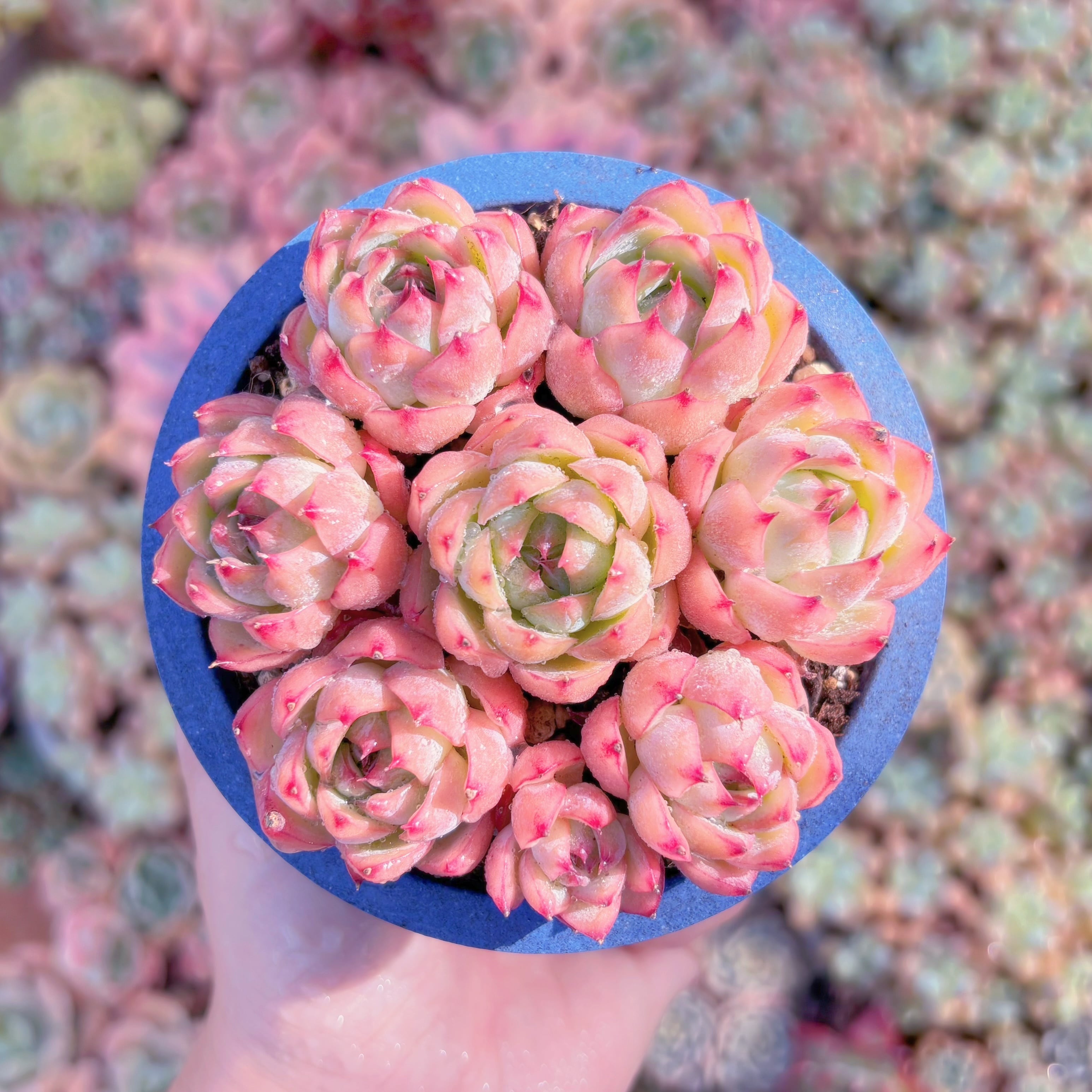多肉植物　ピンククリスタル(7苗)　新入荷　るる農園