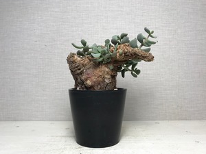 ケラリア ピグマエア