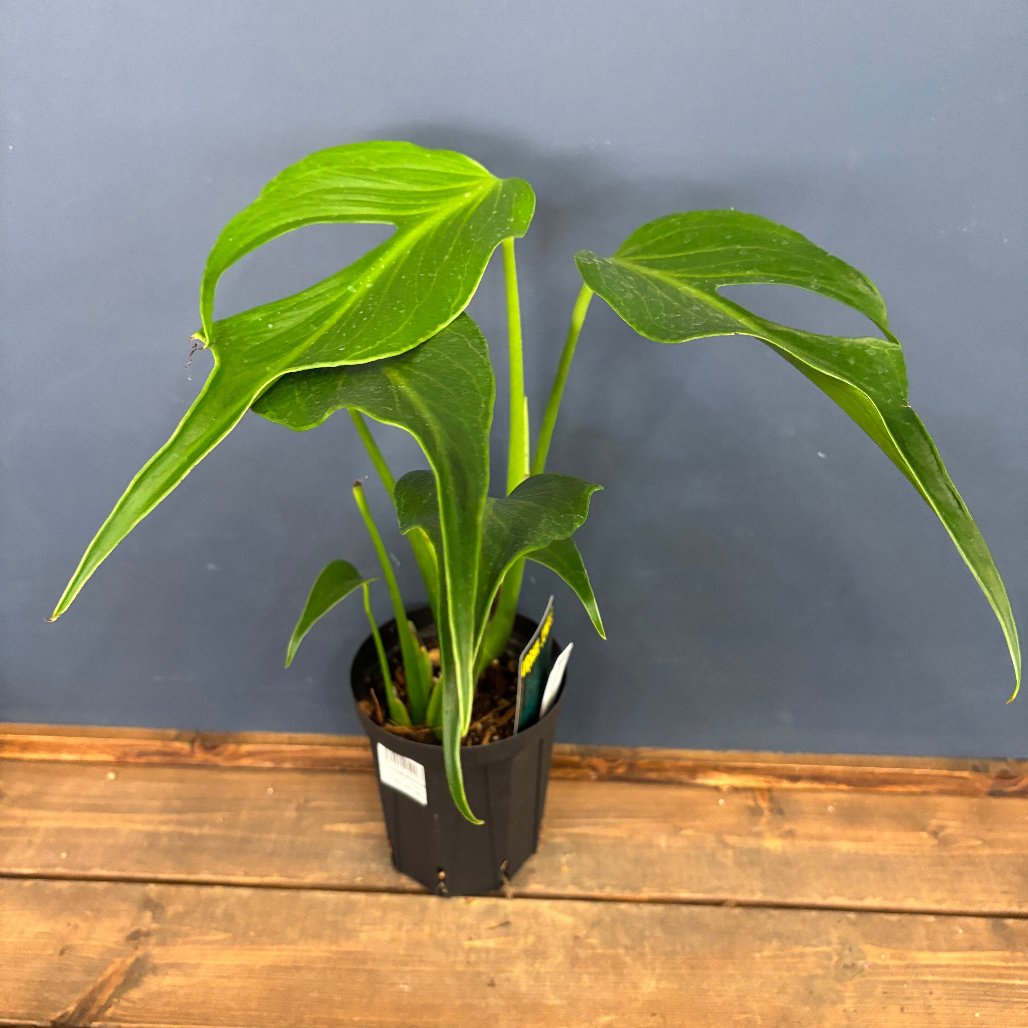 アンスリウム ベイチー【966】 | PROTOLEAF プロトリーフ