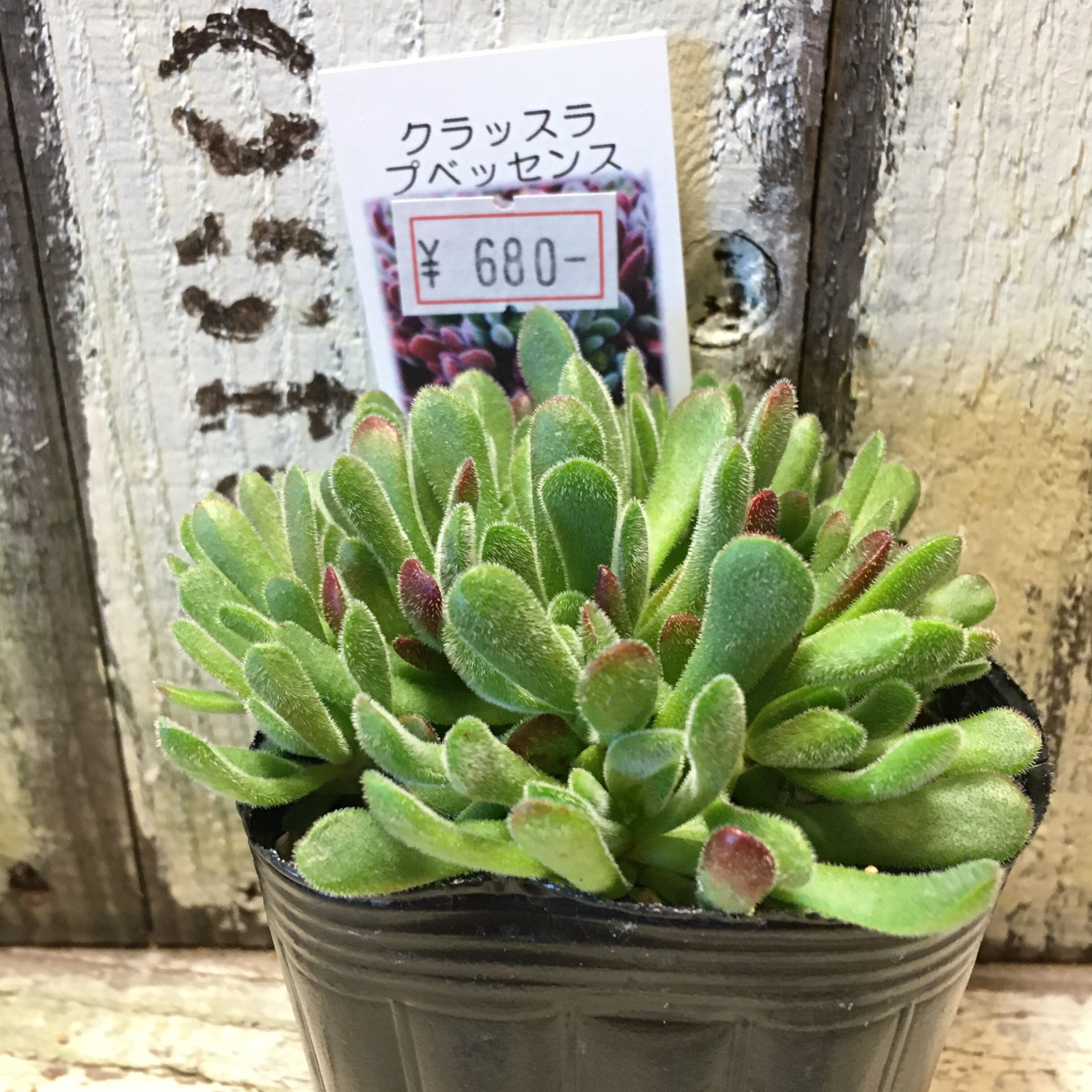 クラッスラ プベッセンス | RuPo 多肉植物専門店
