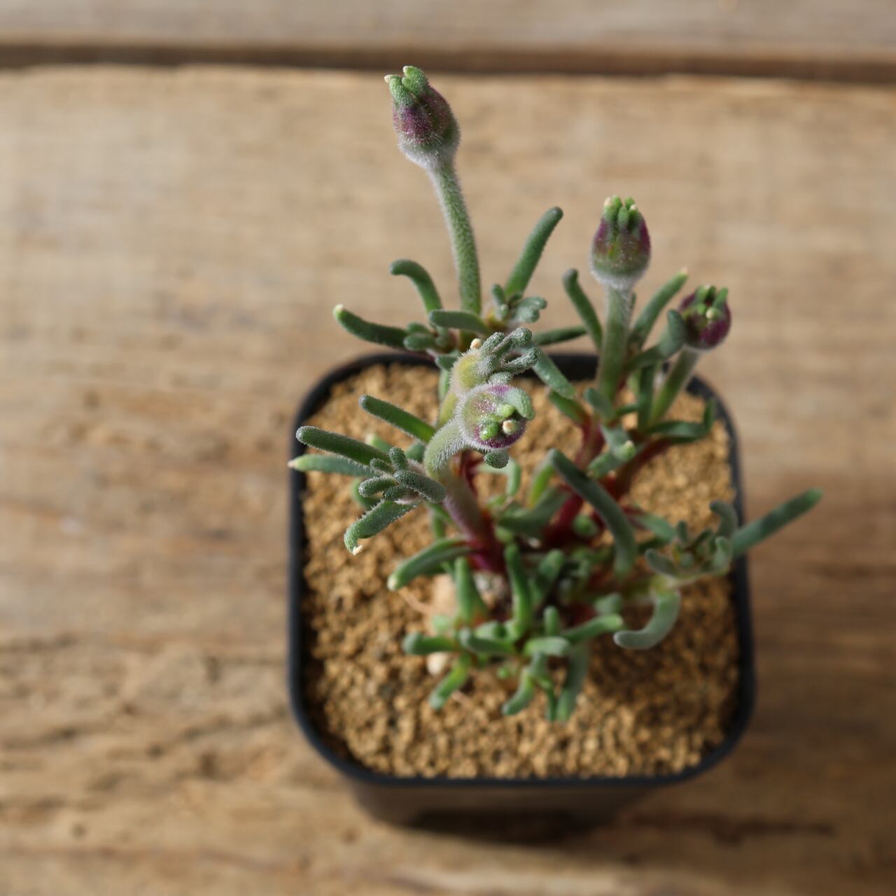 490塊根も葉も花も、すべてが魅力的『フィロボルス テヌイフロルス