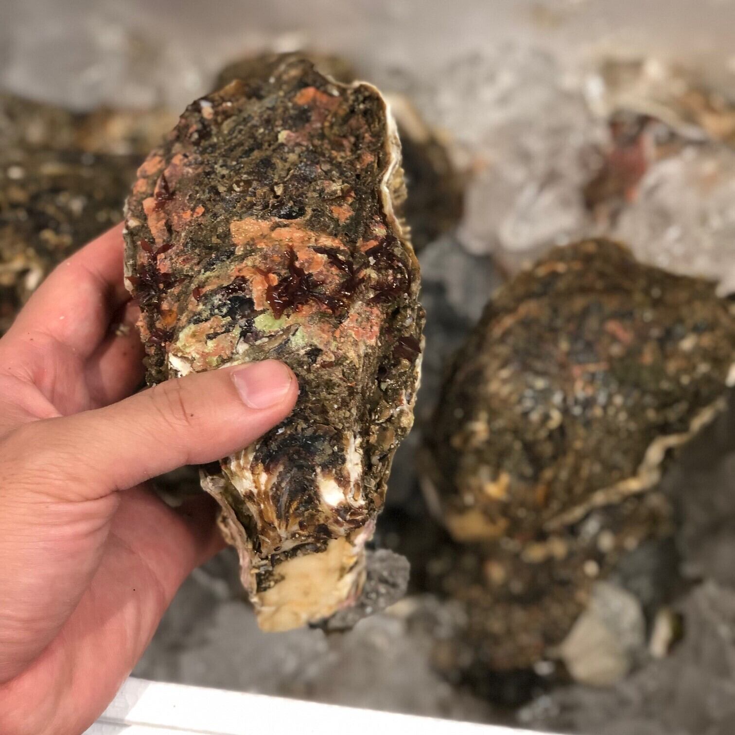 天然岩牡蠣 鹿島 銚子産 5個入 中サイズ 1個0 300g 鹿島岩ガキ中x５個 冷蔵 豊洲直送 Okawari 豊洲直送の高級海産物をお届け