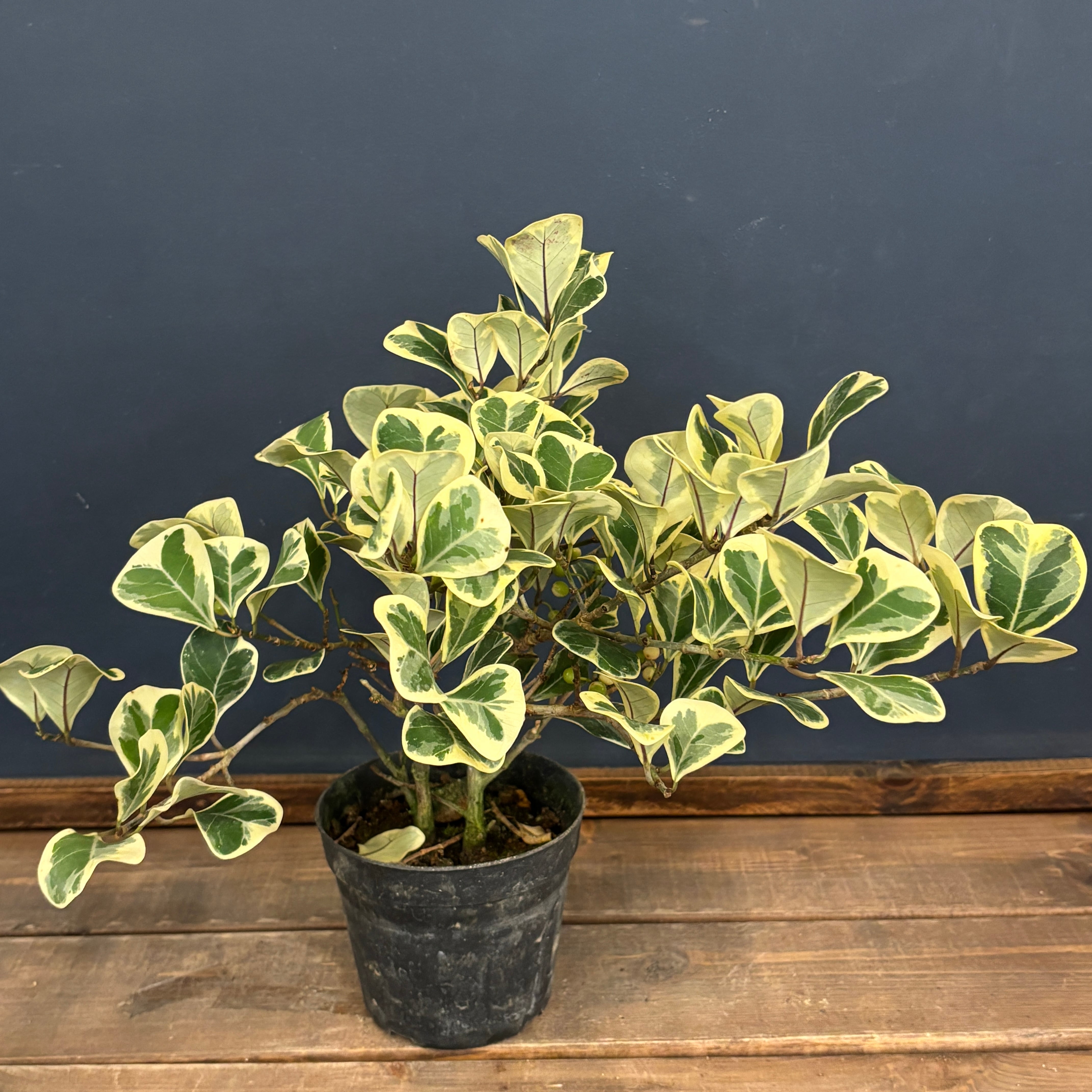 フィカス スウィートハート【654】 | PROTOLEAF プロトリーフ