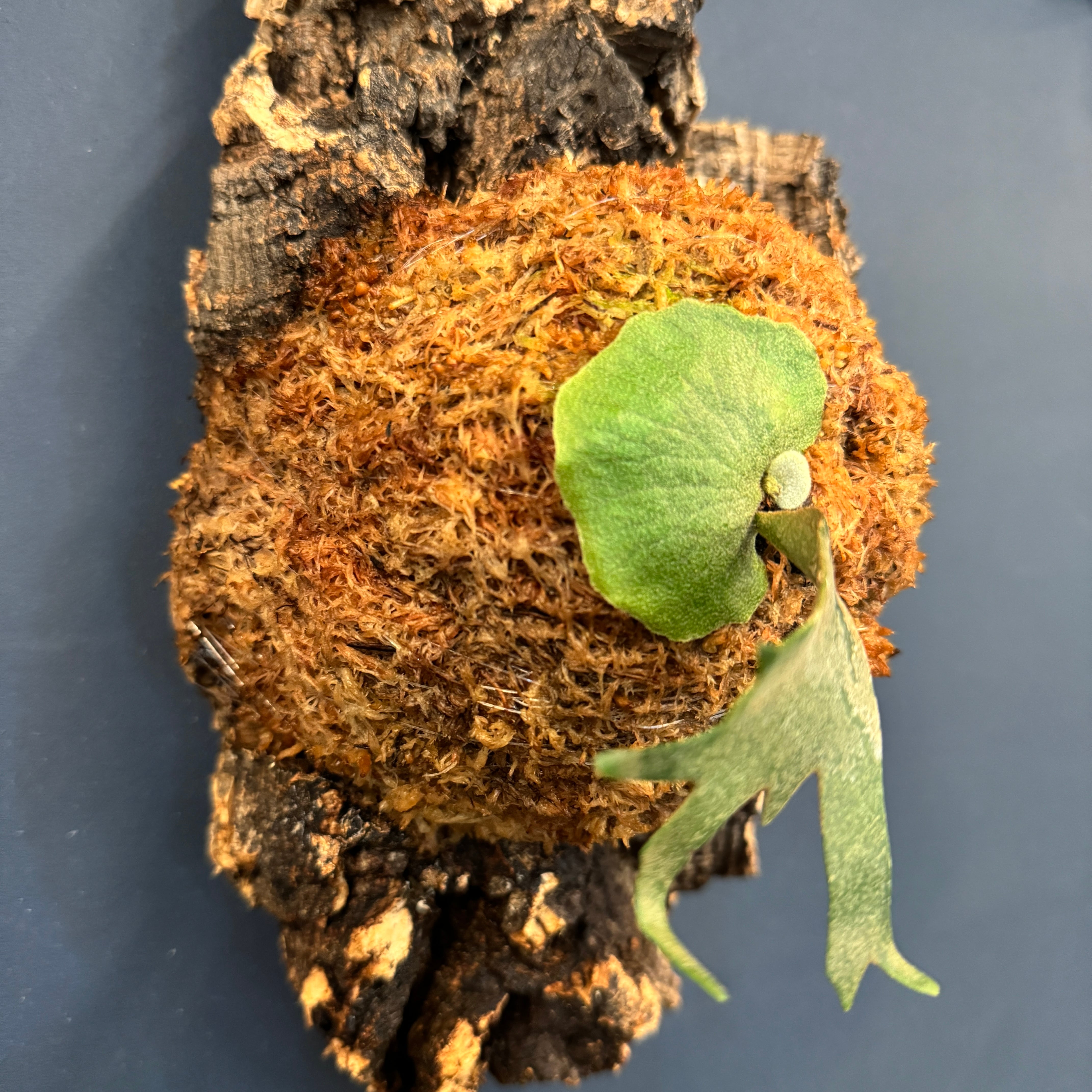 ビカクシダ willinckii 'OMG' TC 板付け (コルク)【252】 | PROTOLEAF