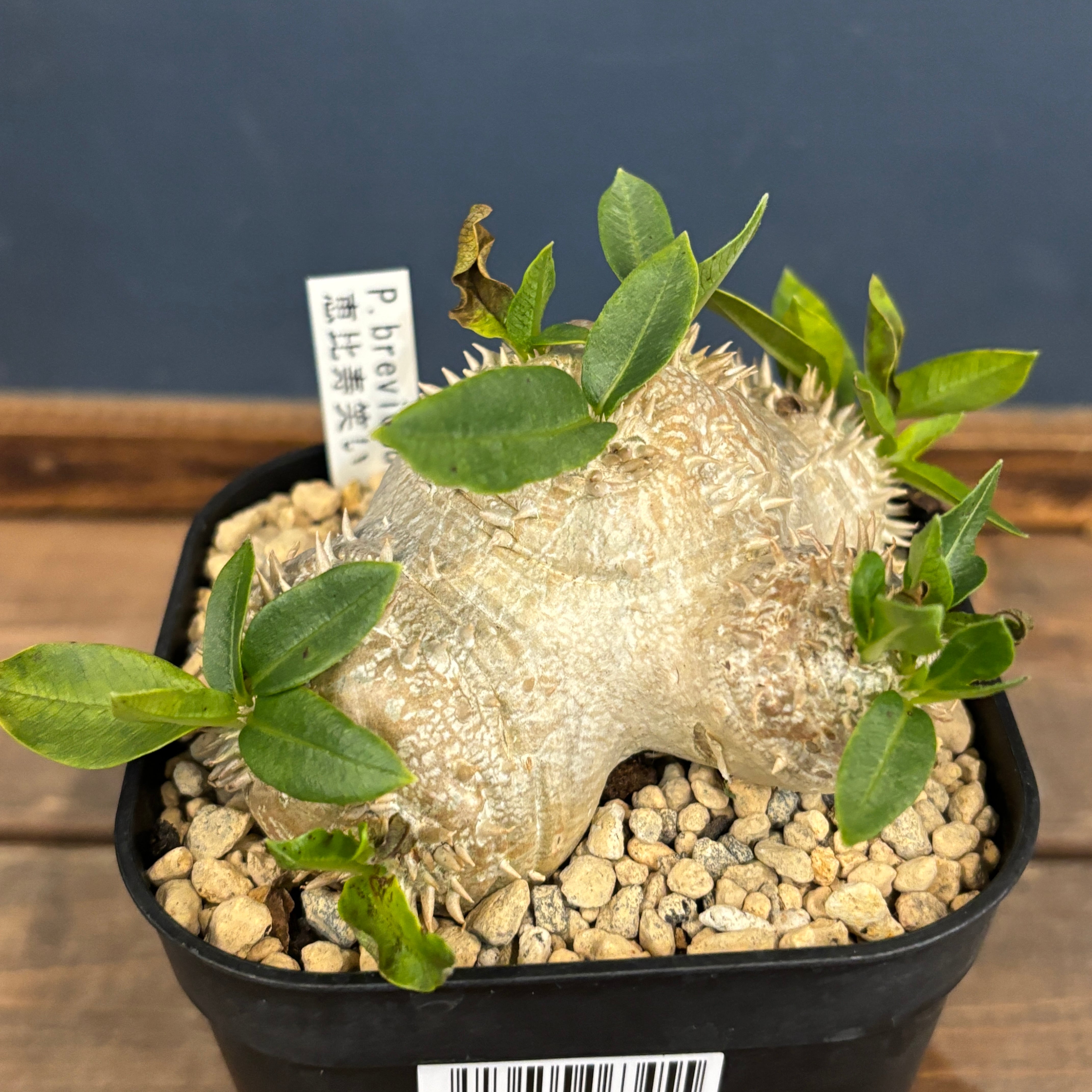 専用ページ　武倫柱　ブリンチュウ2苗抜き苗 武倫柱 ブリンチュウ ② 2苗抜き苗