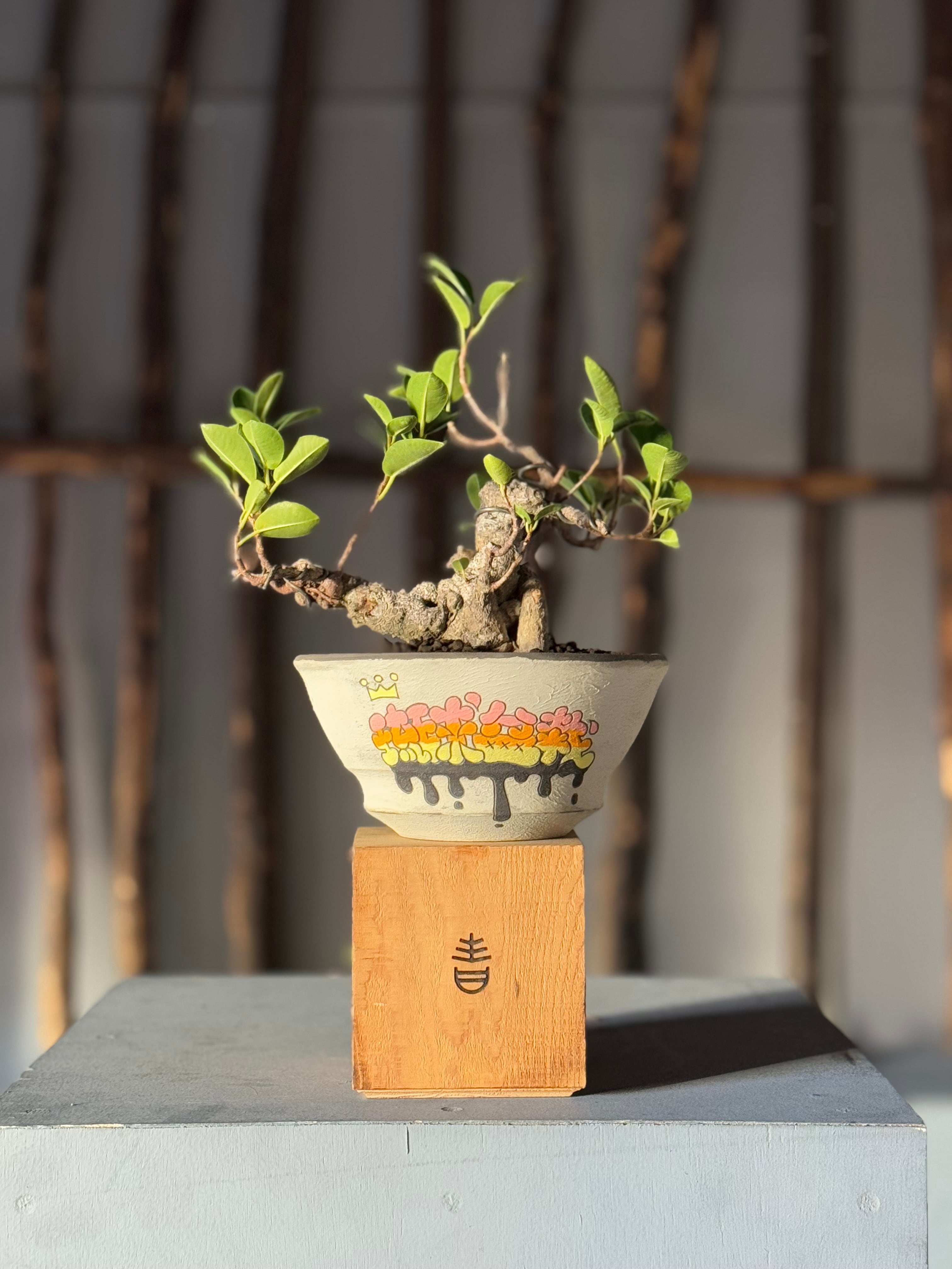 【新着】Ficus microcarpa × 阿萬 特注グラフィティ鉢【ガジュマル盆栽】