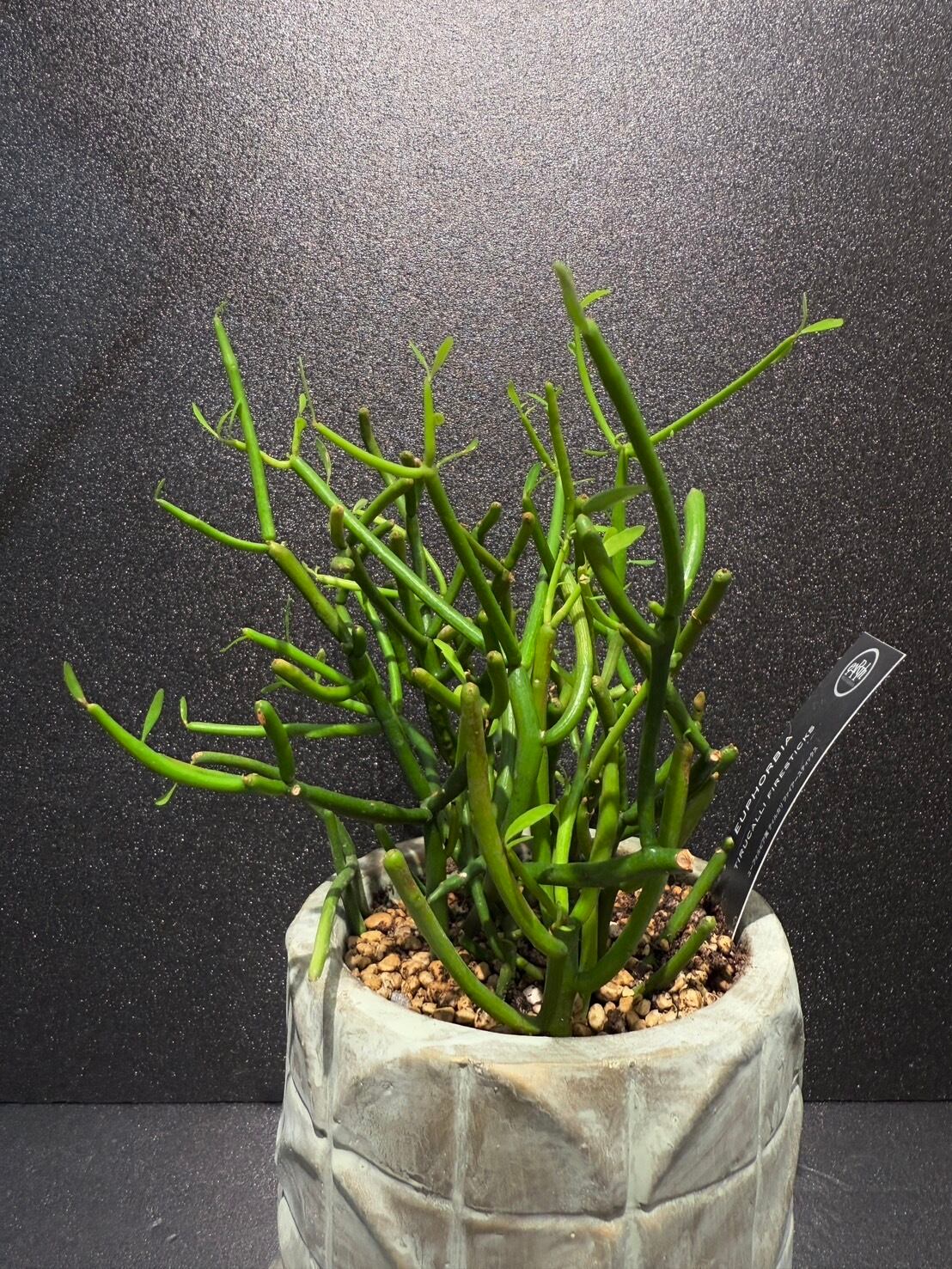 ティルカリ ファイヤースティック ユーフォルビア 多肉植物 観葉植物